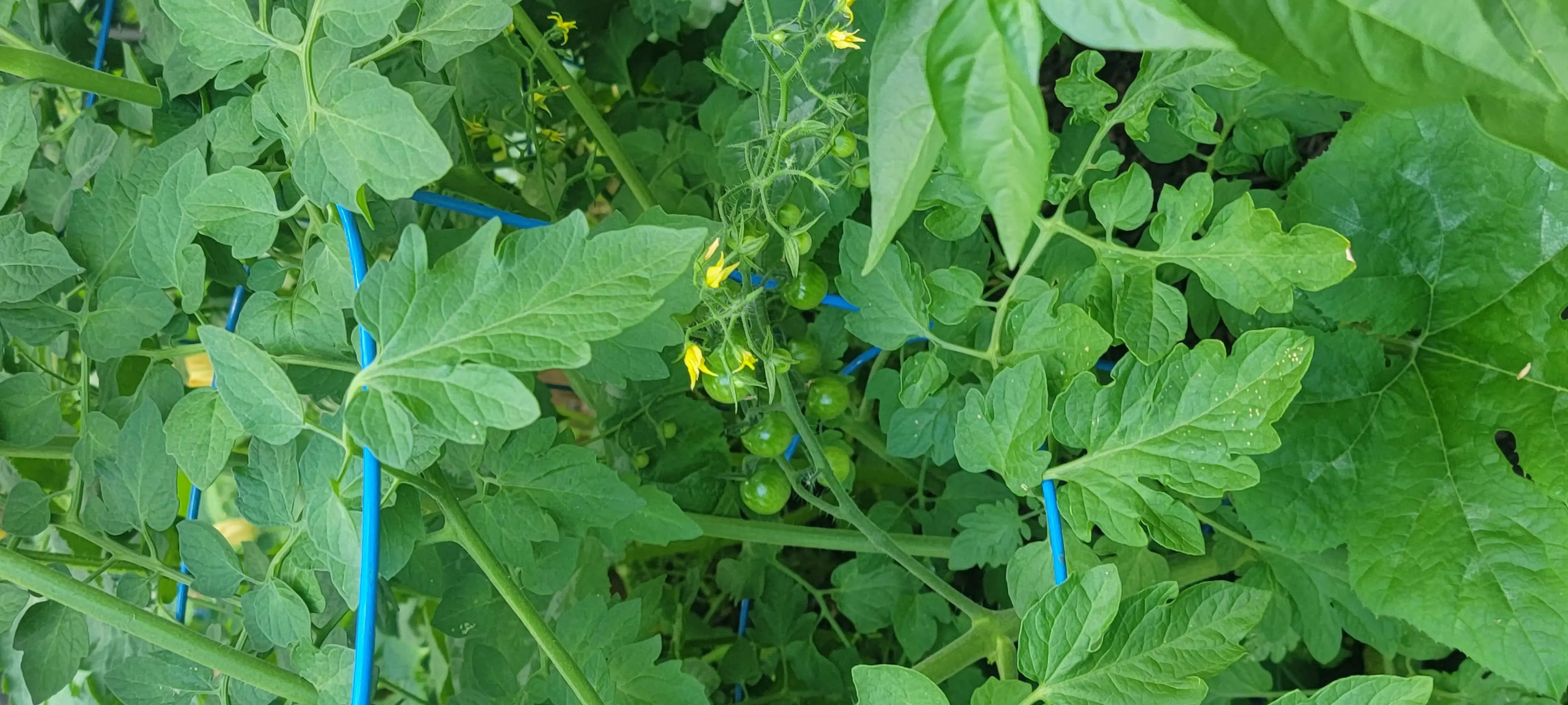 Image 20210630_183922.webp