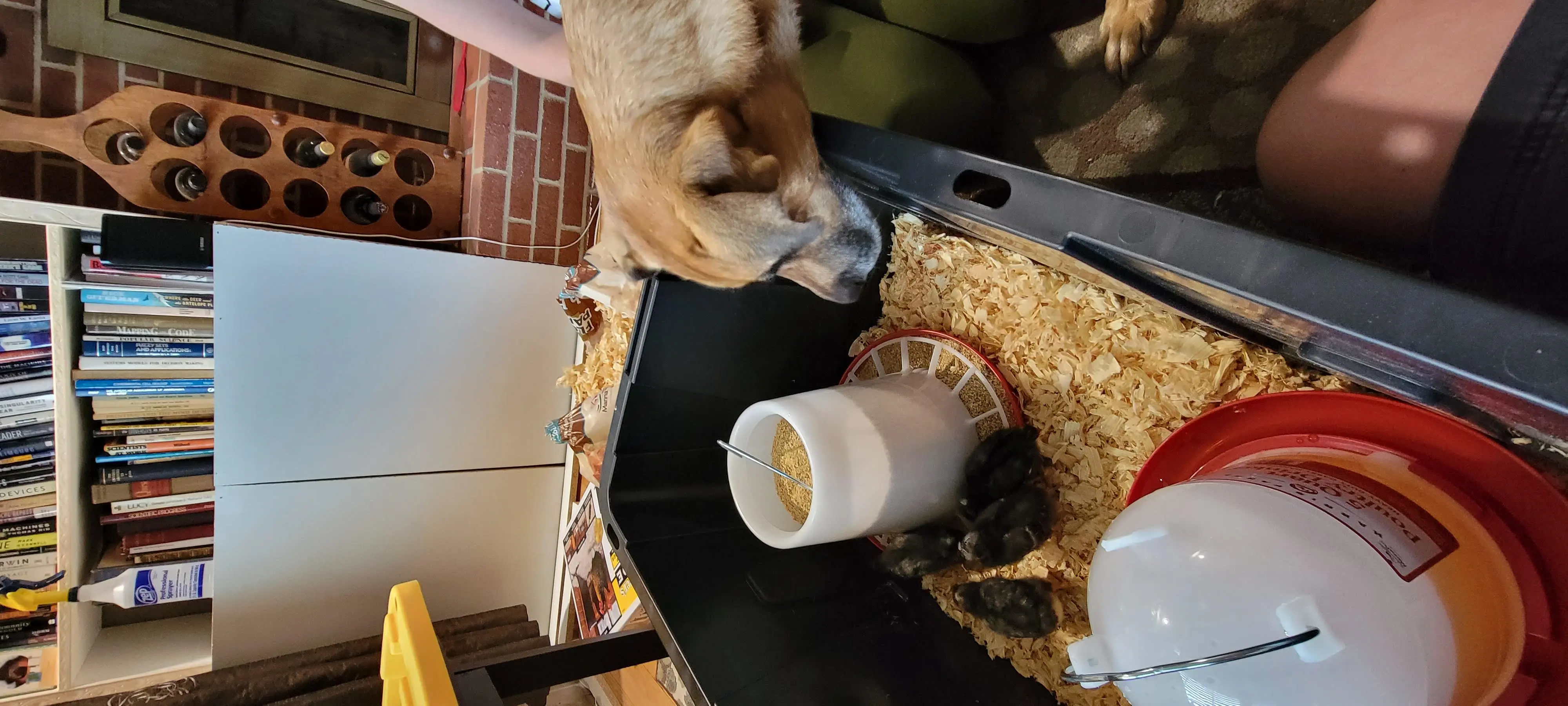 Image 20220602_181251.webp