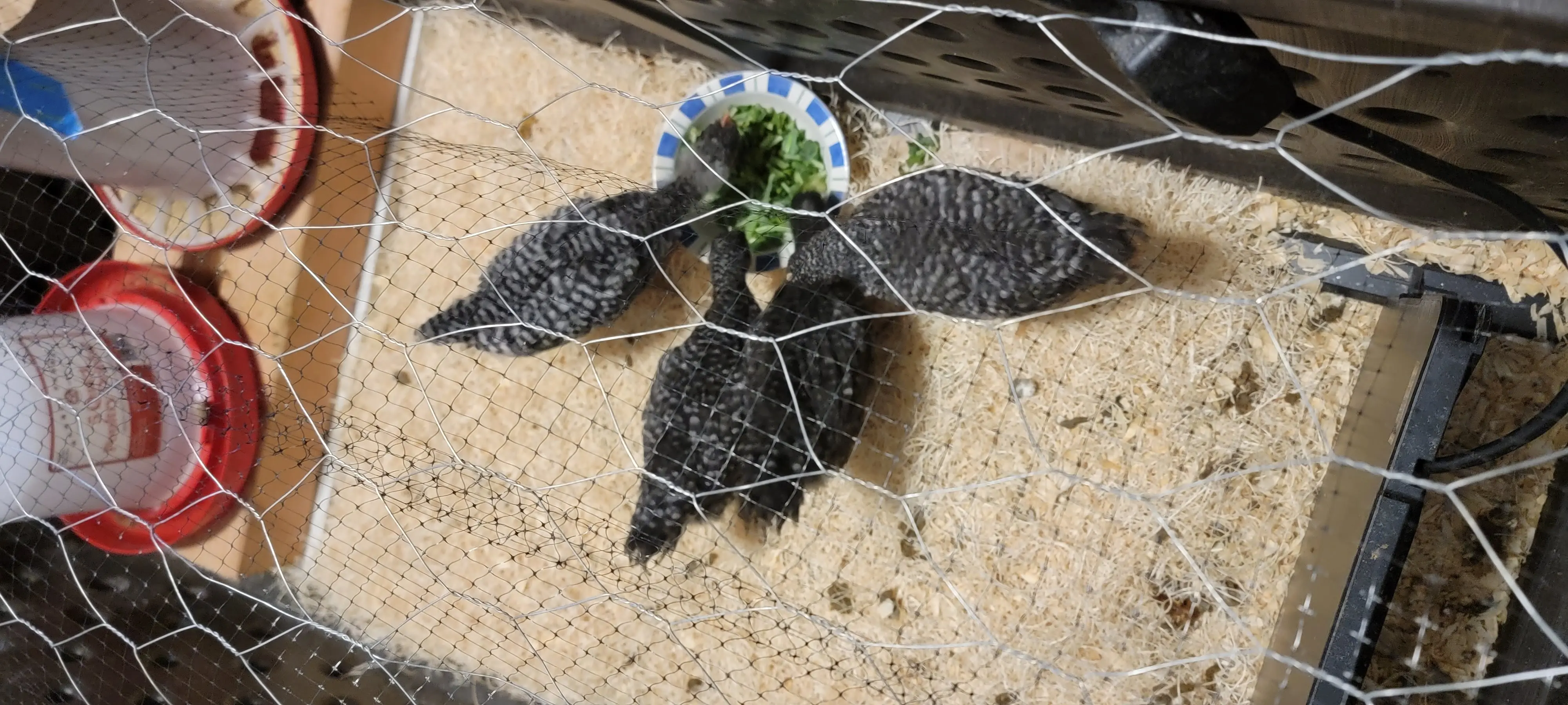 Image 20220629_181028.webp