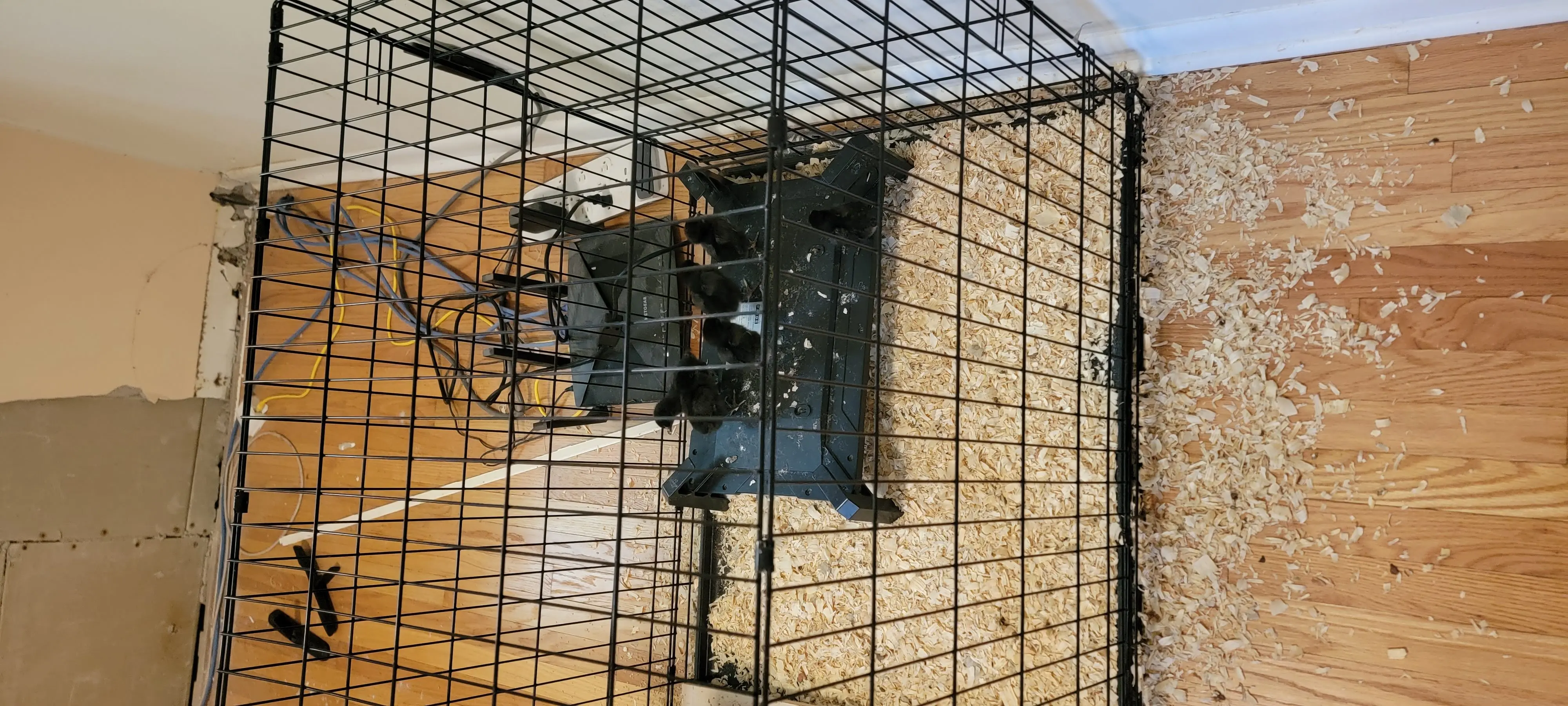 Image 20220803_084016.webp