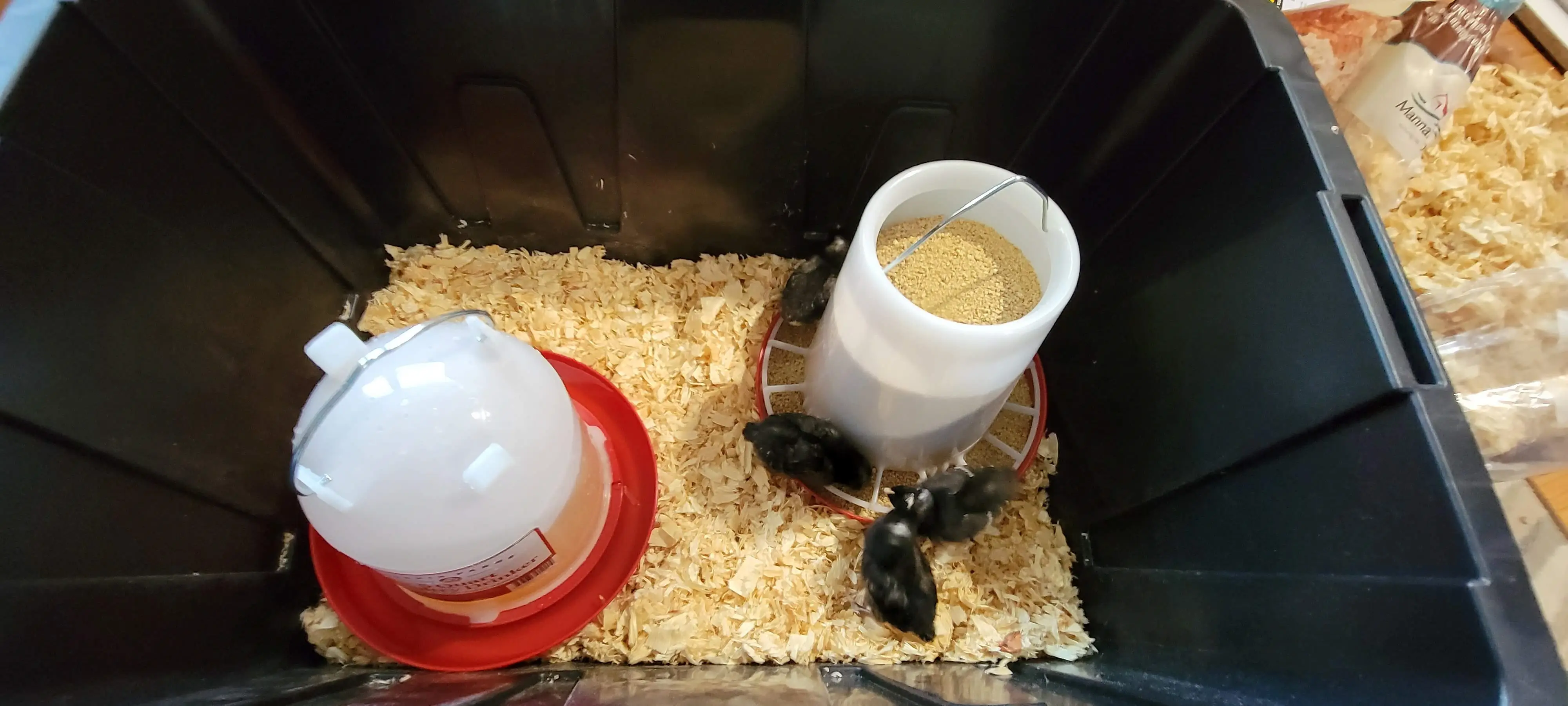 Image Chickens/20220602_181052.webp