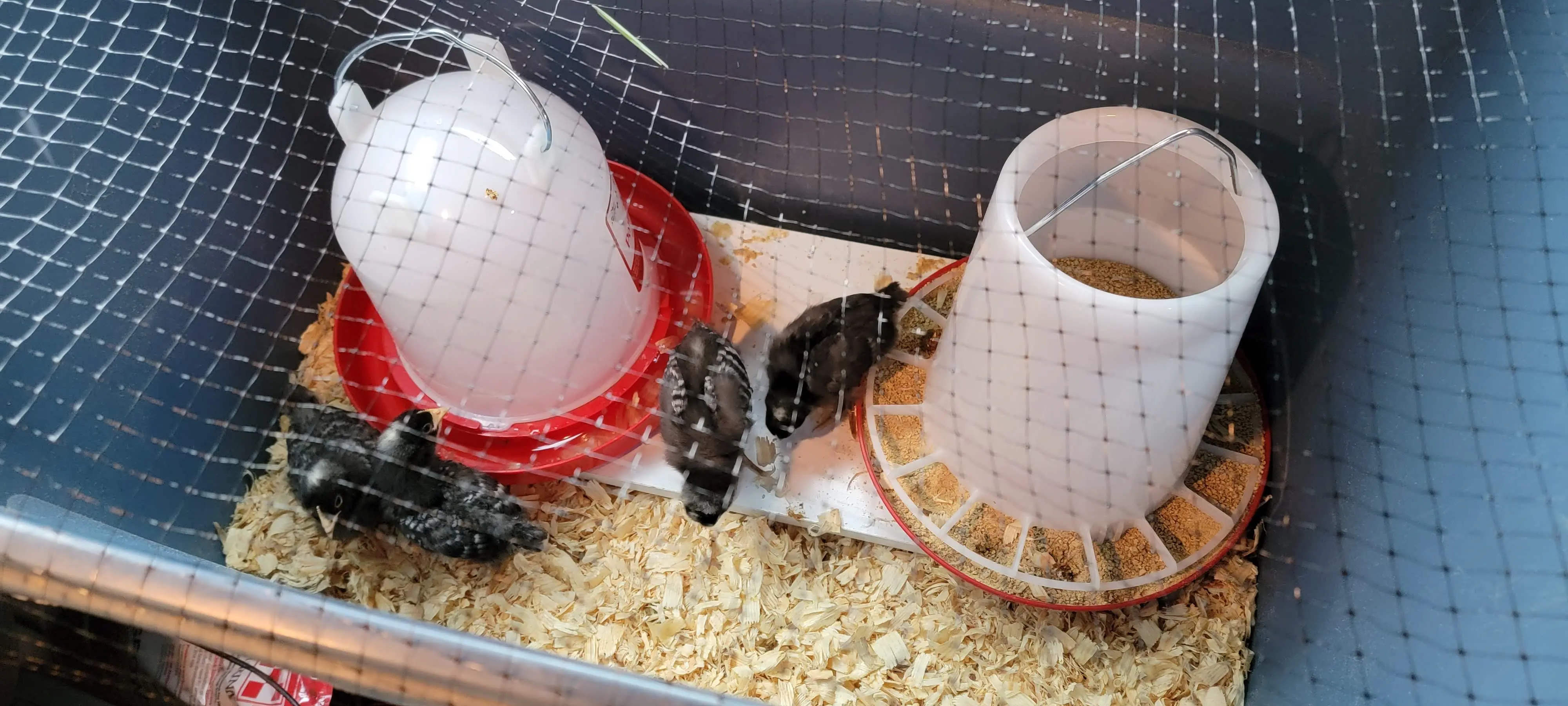 Image Chickens/20220607_182810.webp