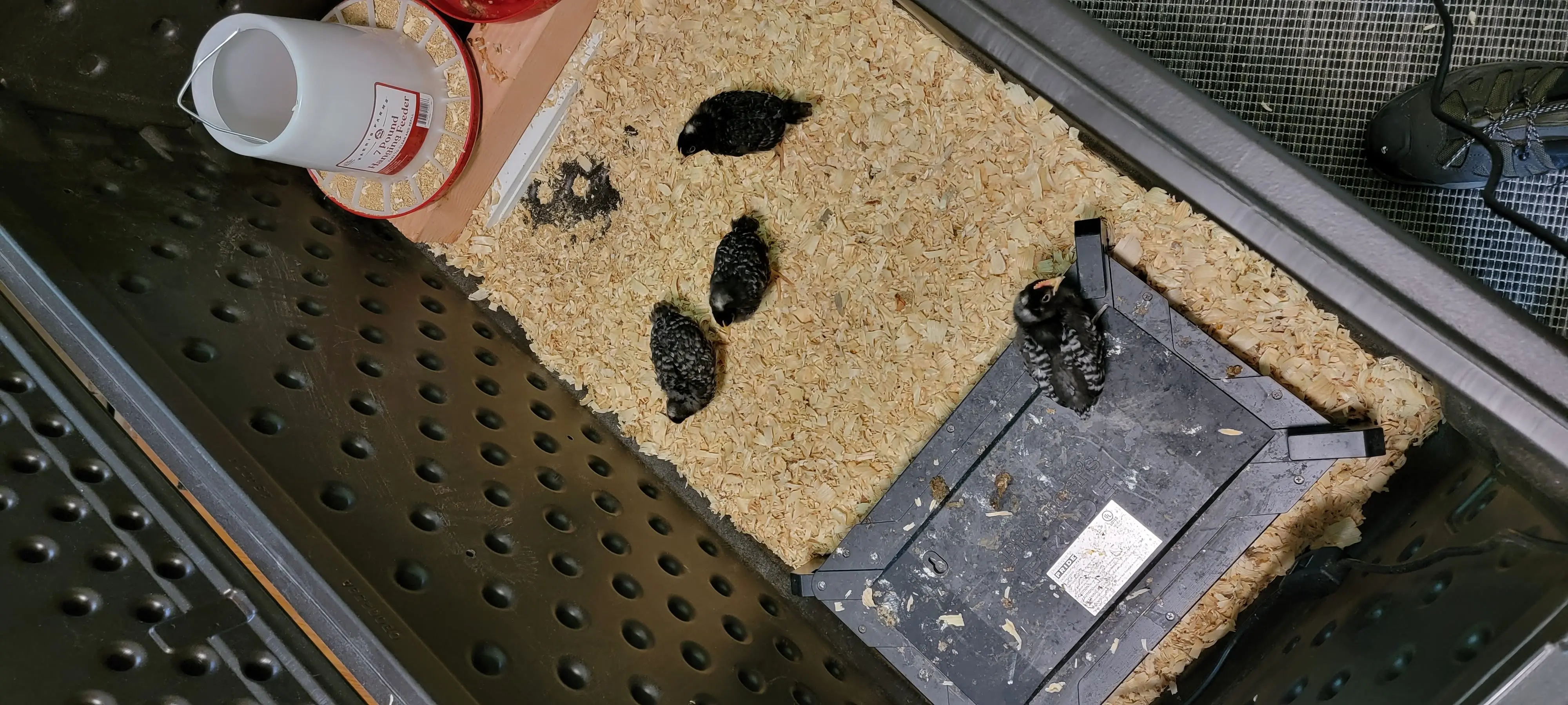 Image Chickens/20220612_163558.webp