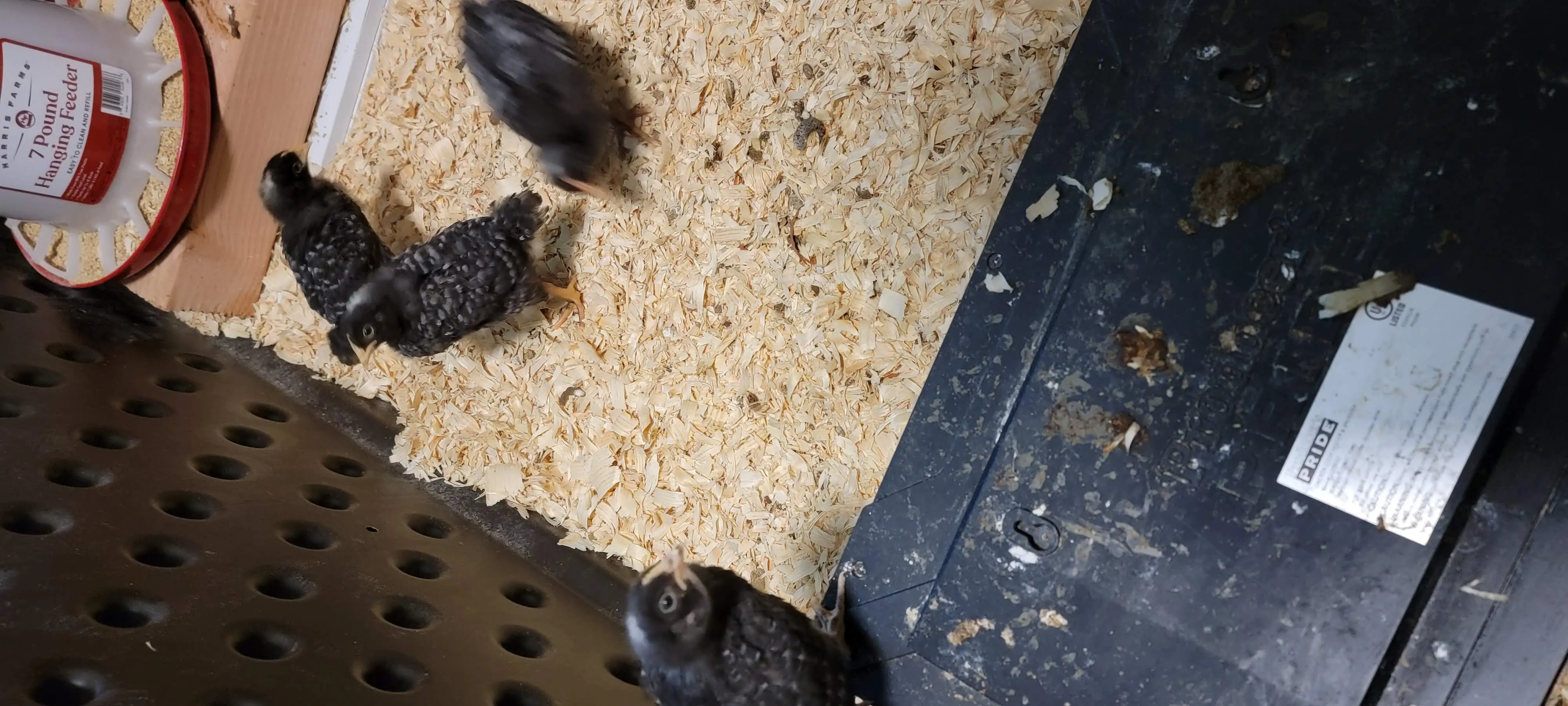 Image Chickens/20220613_165816.webp