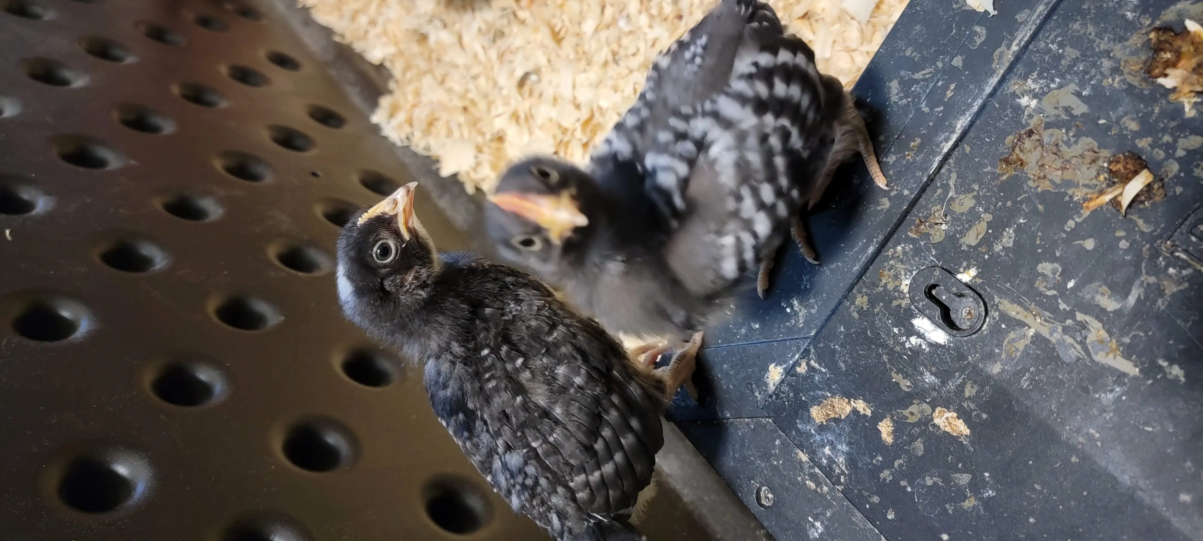 Image Chickens/20220613_165825.webp