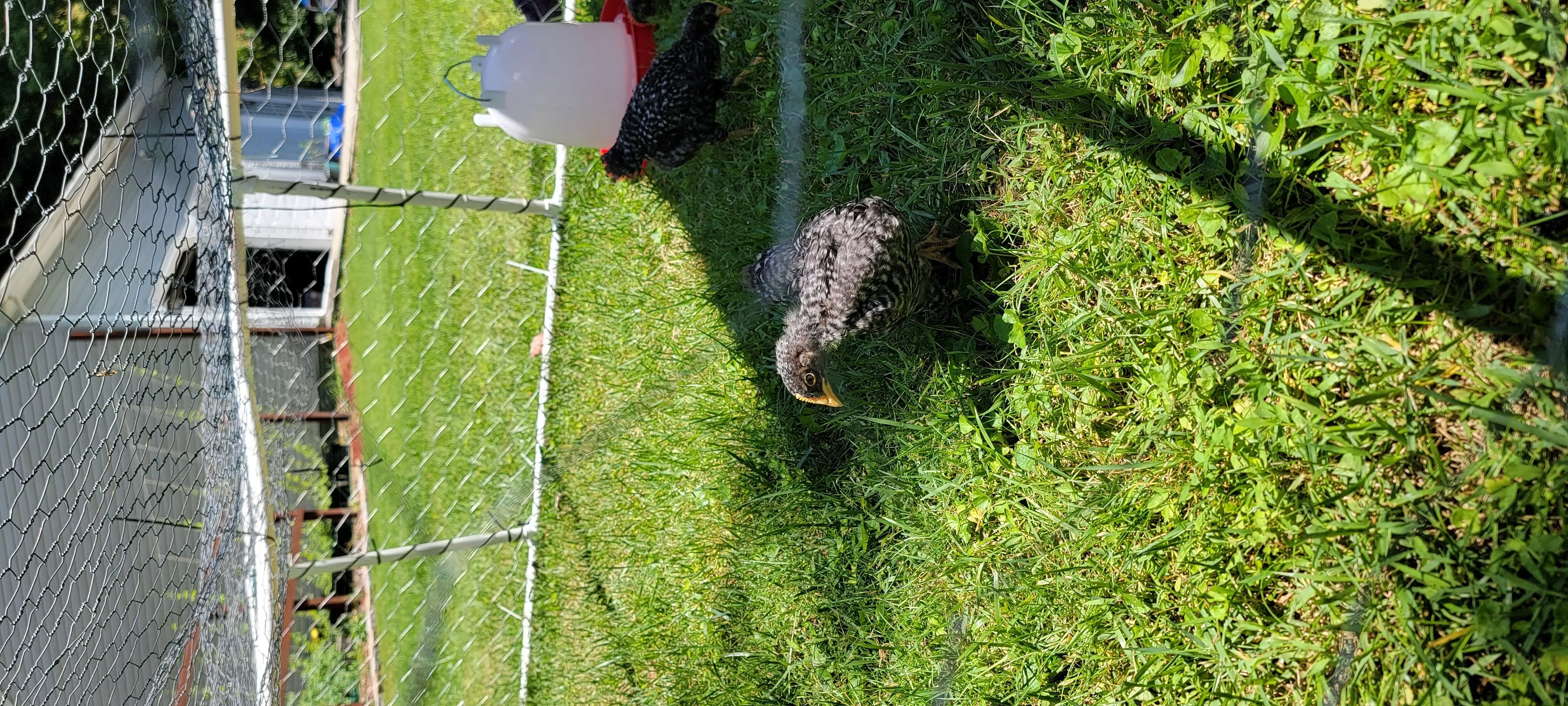 Image Chickens/20220625_125959.webp