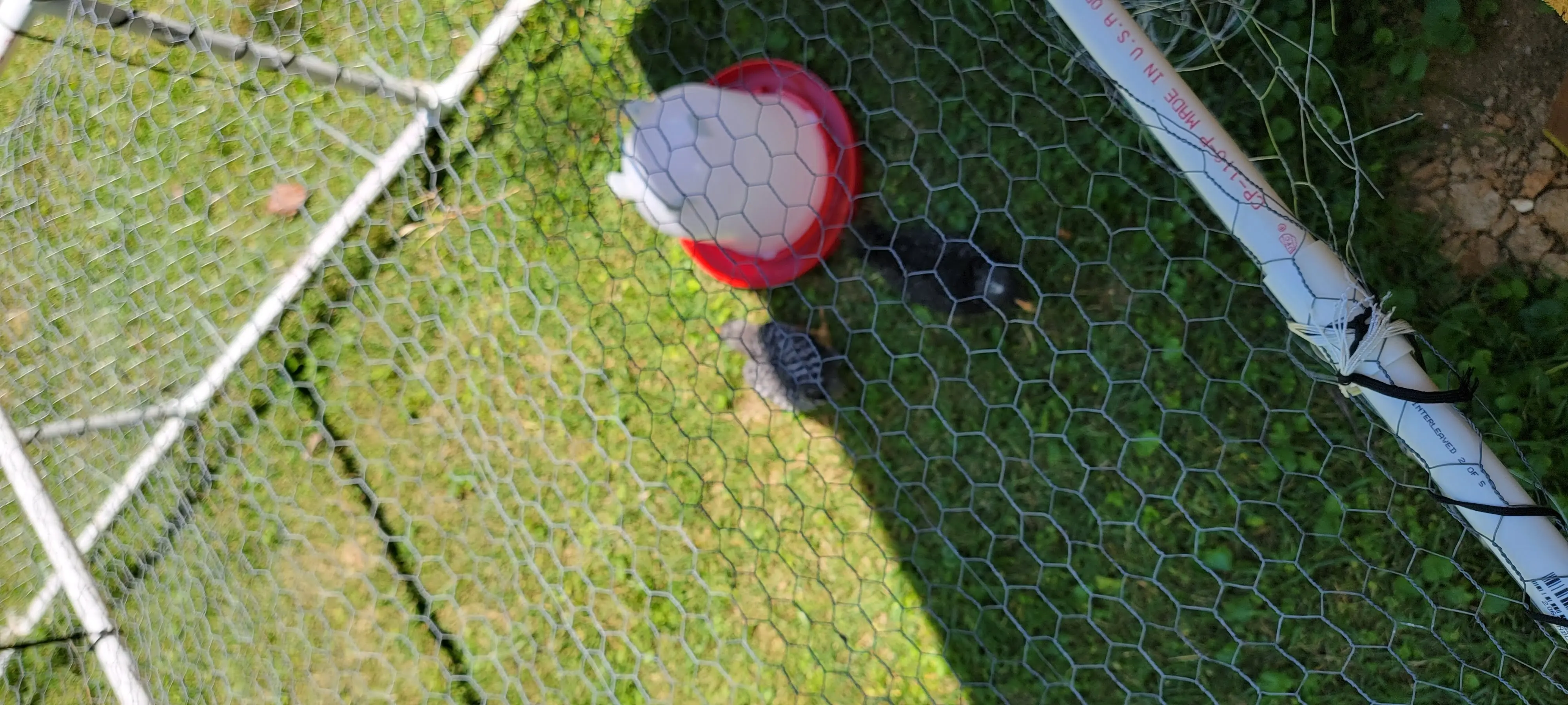 Image Chickens/20220625_130010.webp