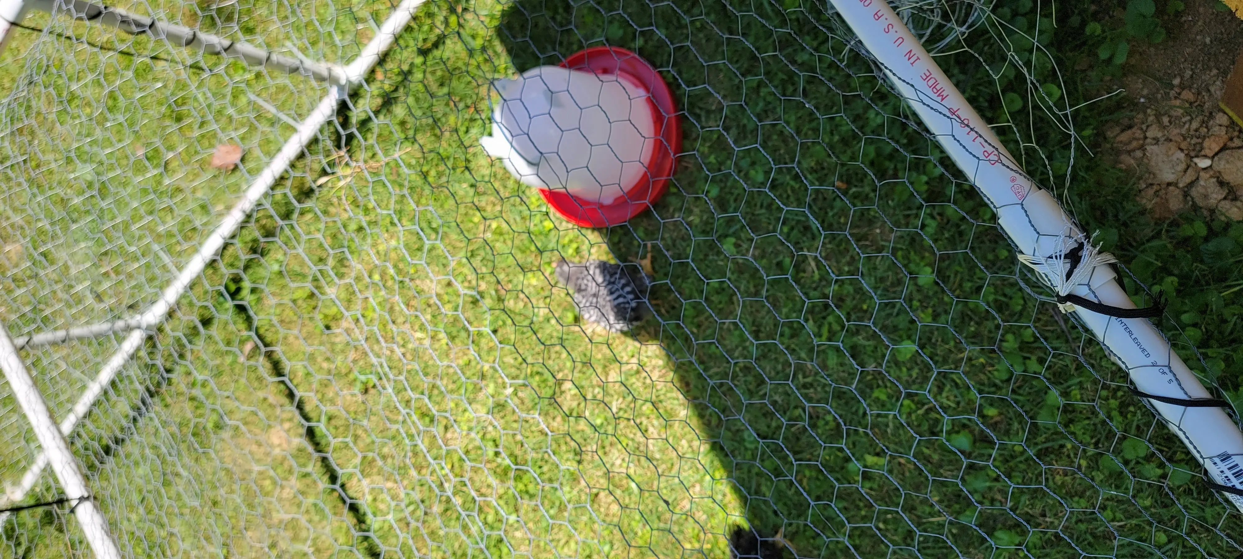 Image Chickens/20220625_130011.webp