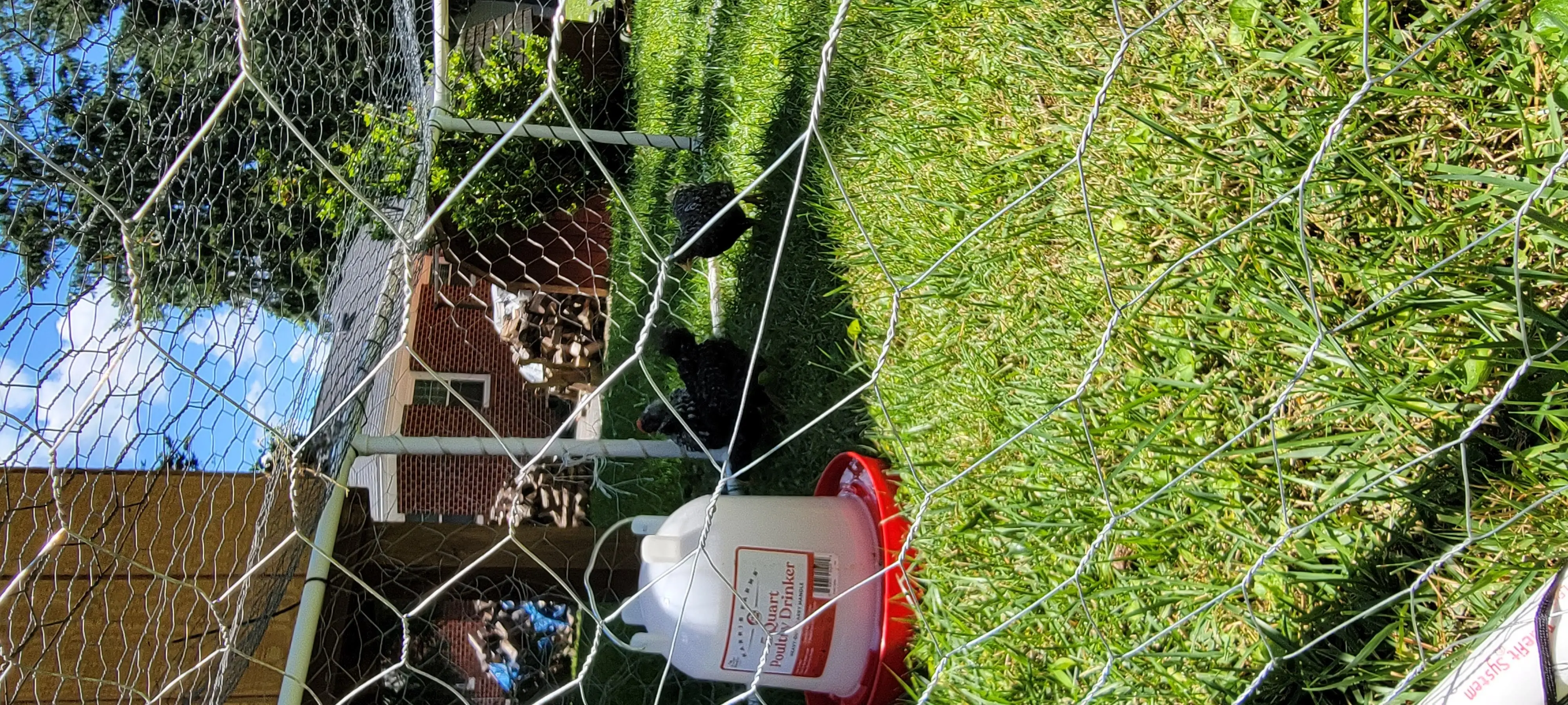 Image Chickens/20220625_130306.webp