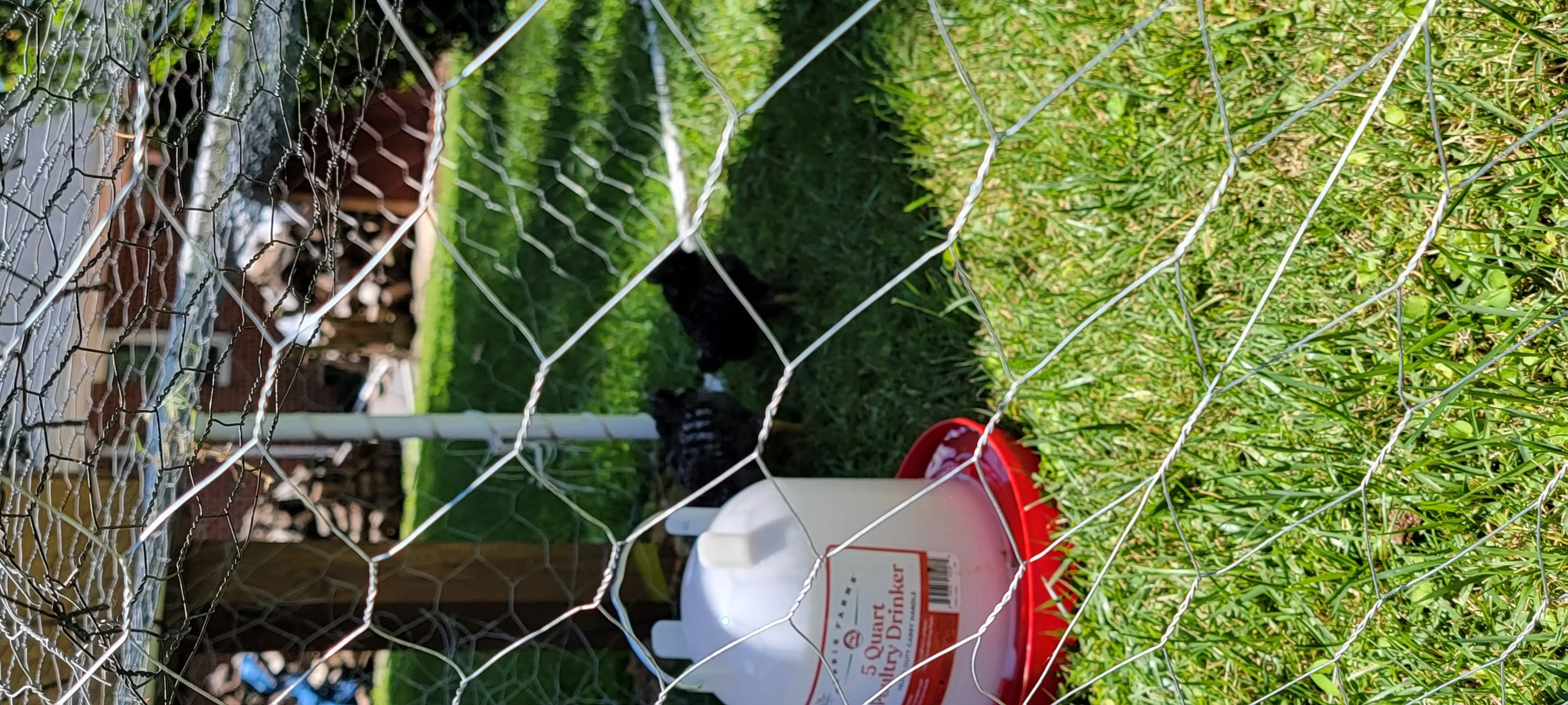 Image Chickens/20220625_130330.webp