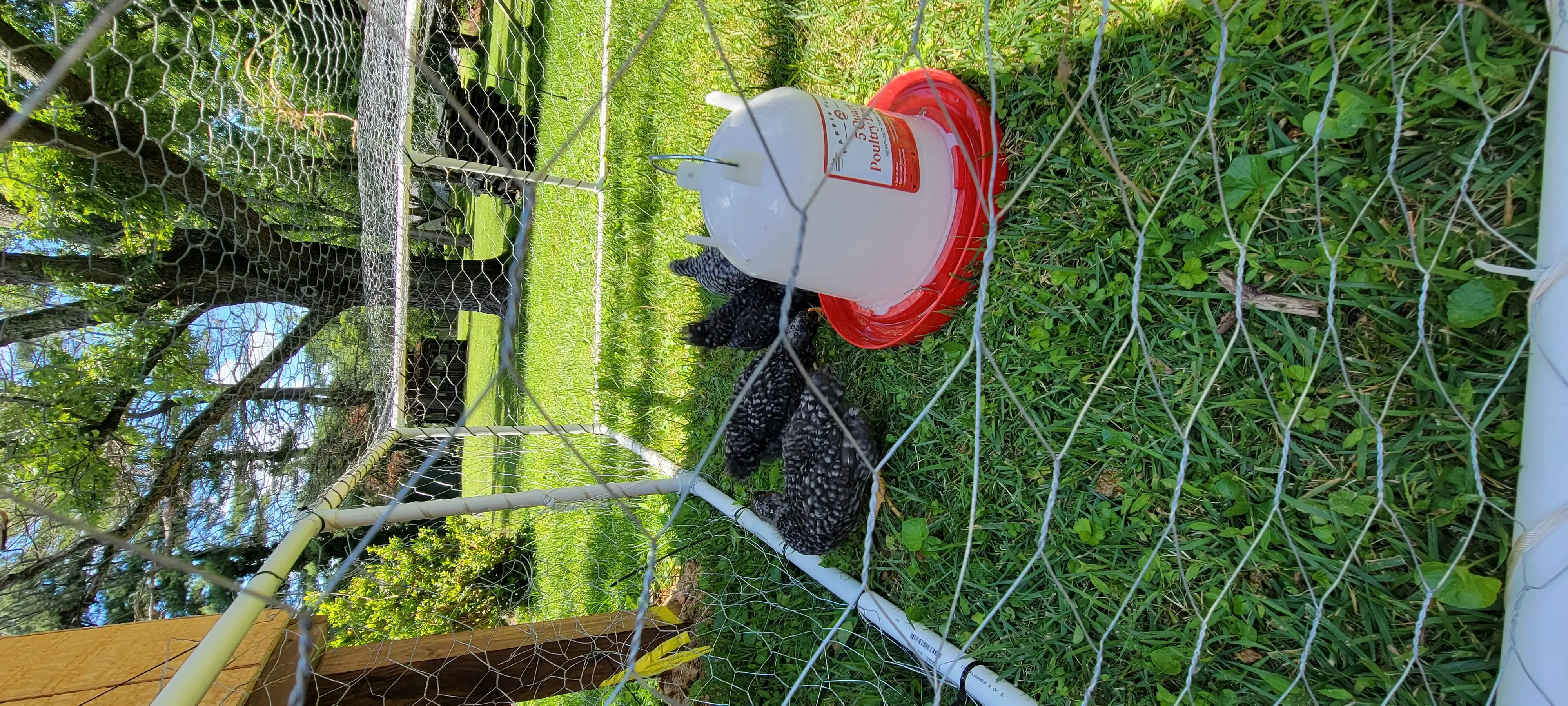 Image Chickens/20220625_132819.webp