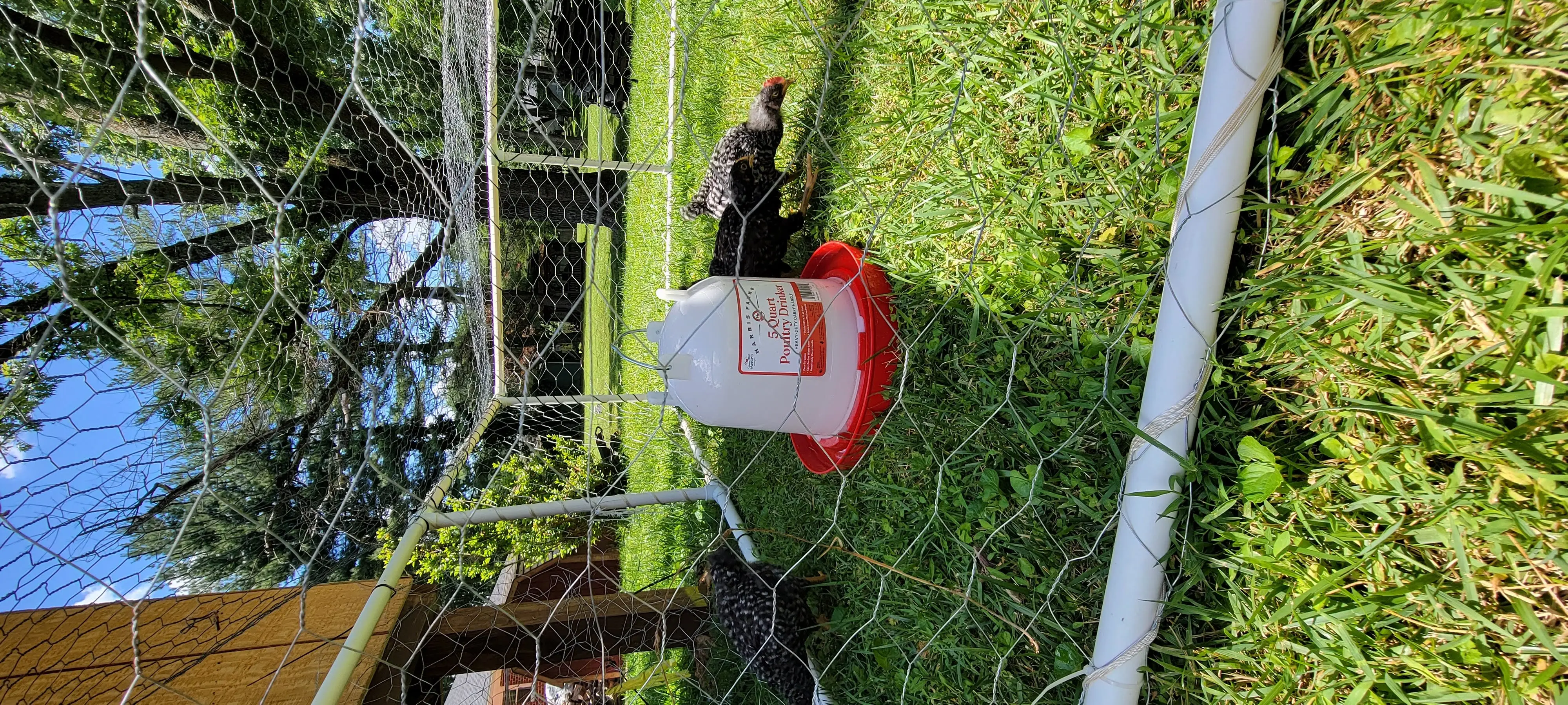 Image Chickens/20220625_133234.webp