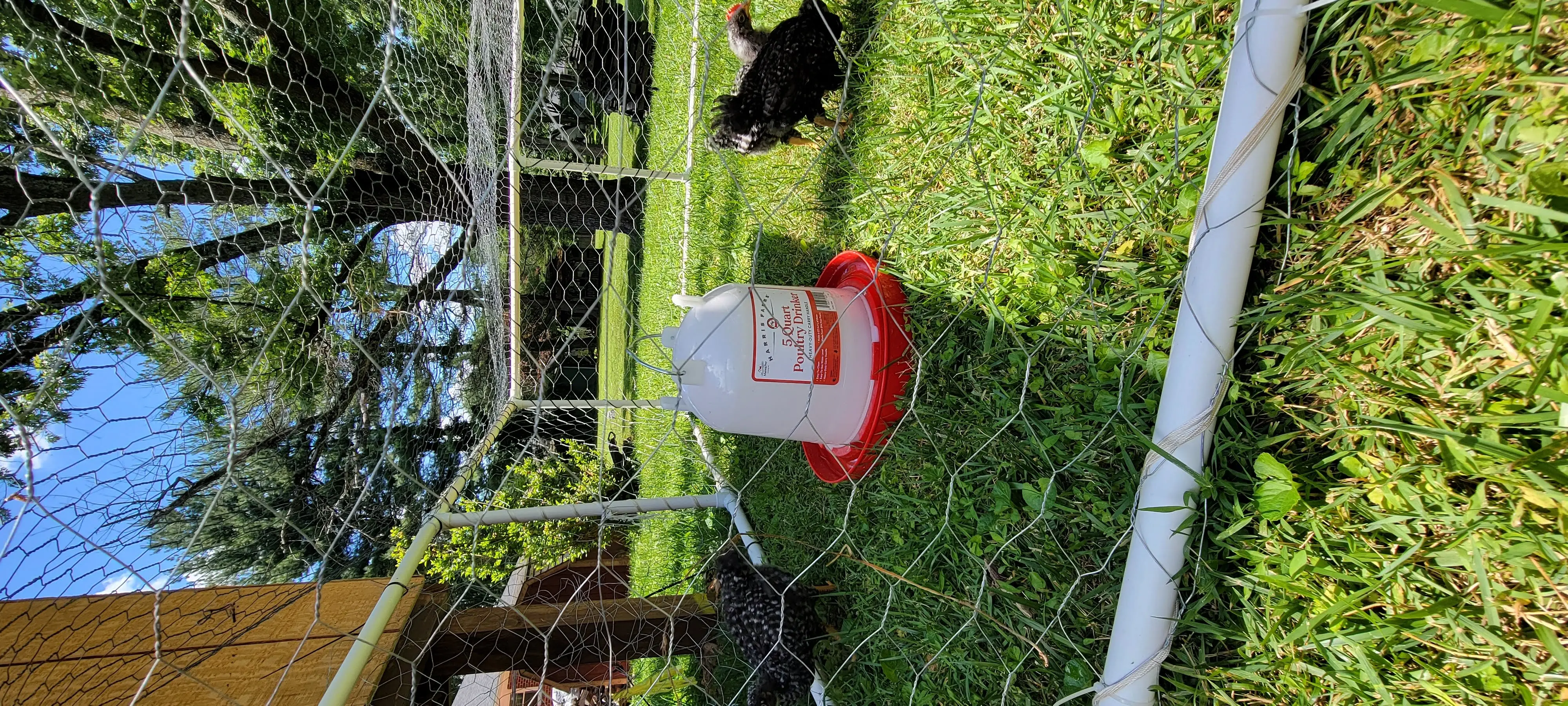 Image Chickens/20220625_133236.webp