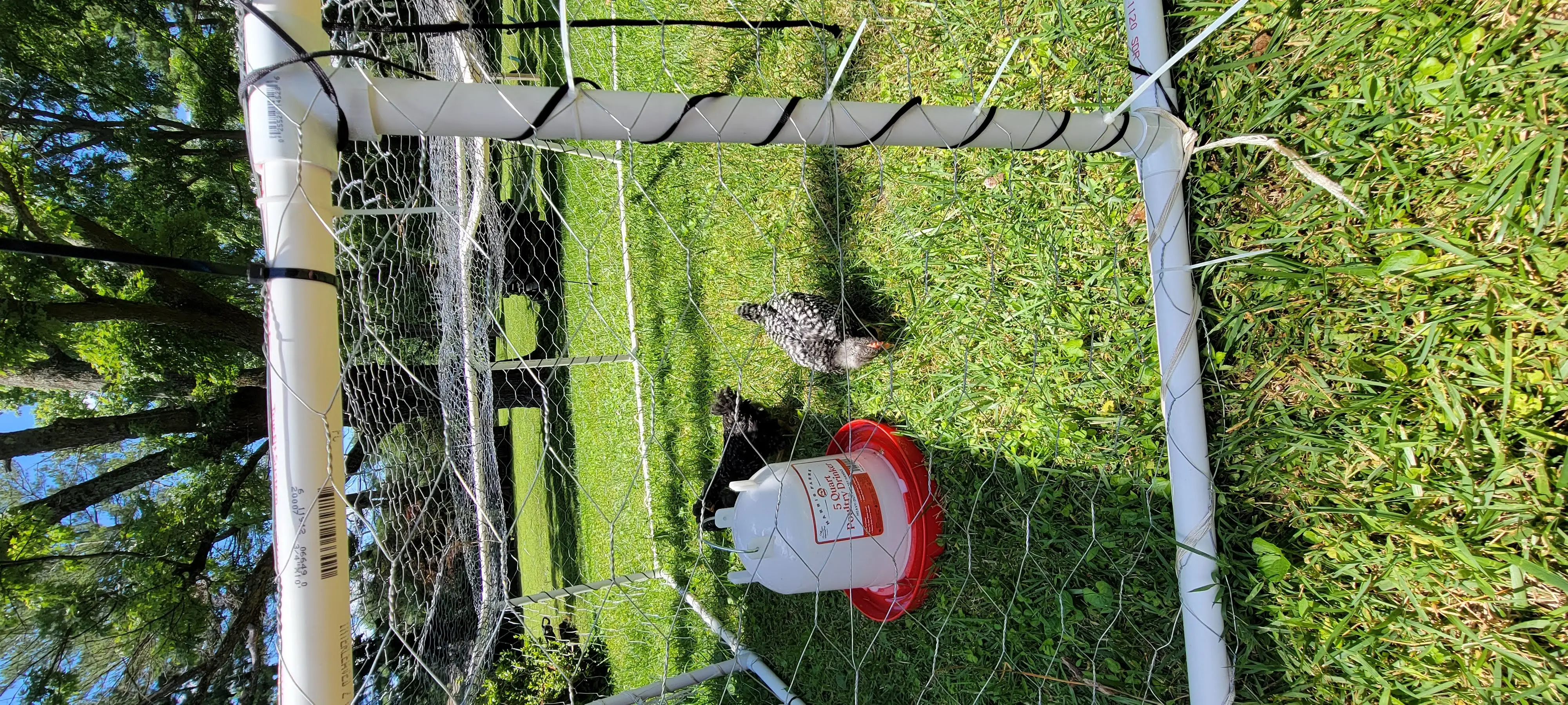 Image Chickens/20220625_133240.webp