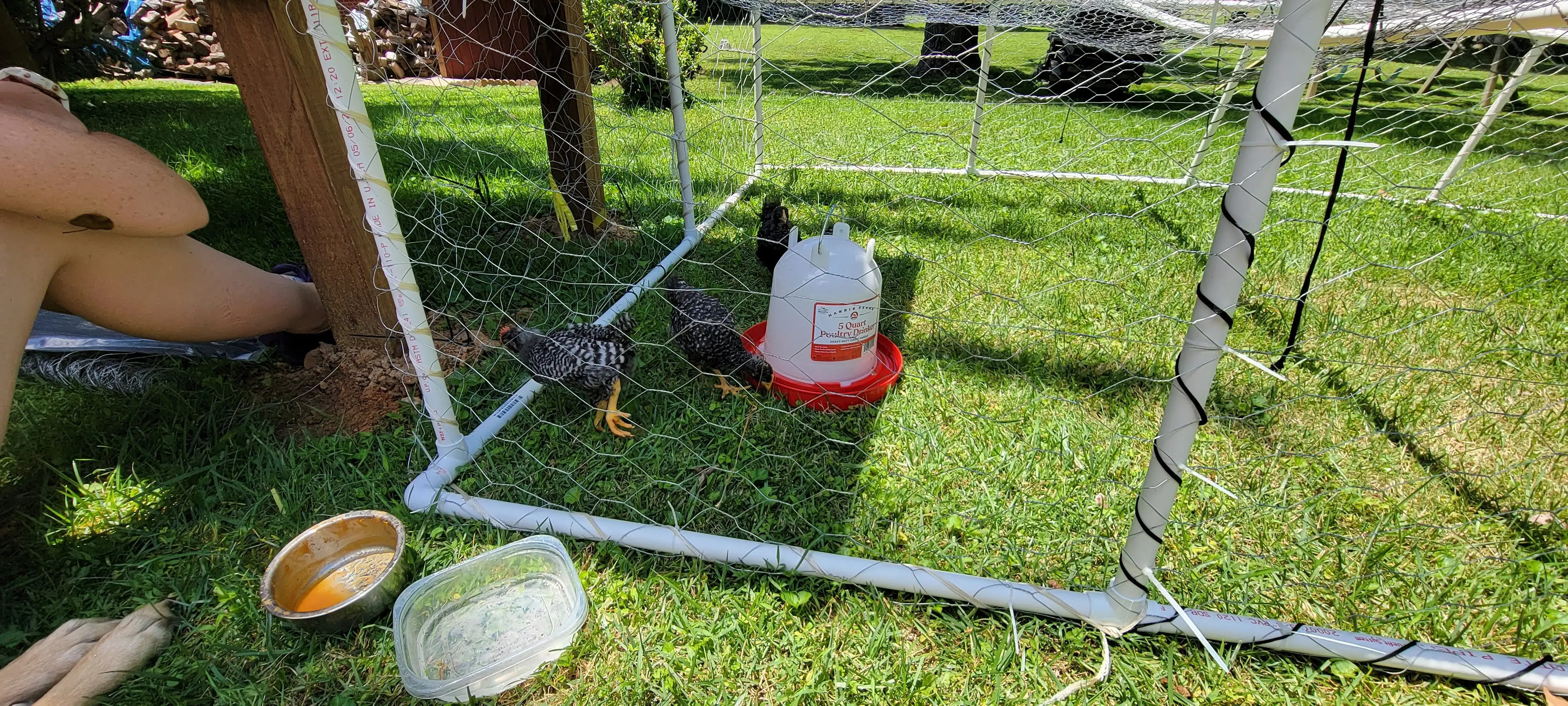 Image Chickens/20220625_133250.webp