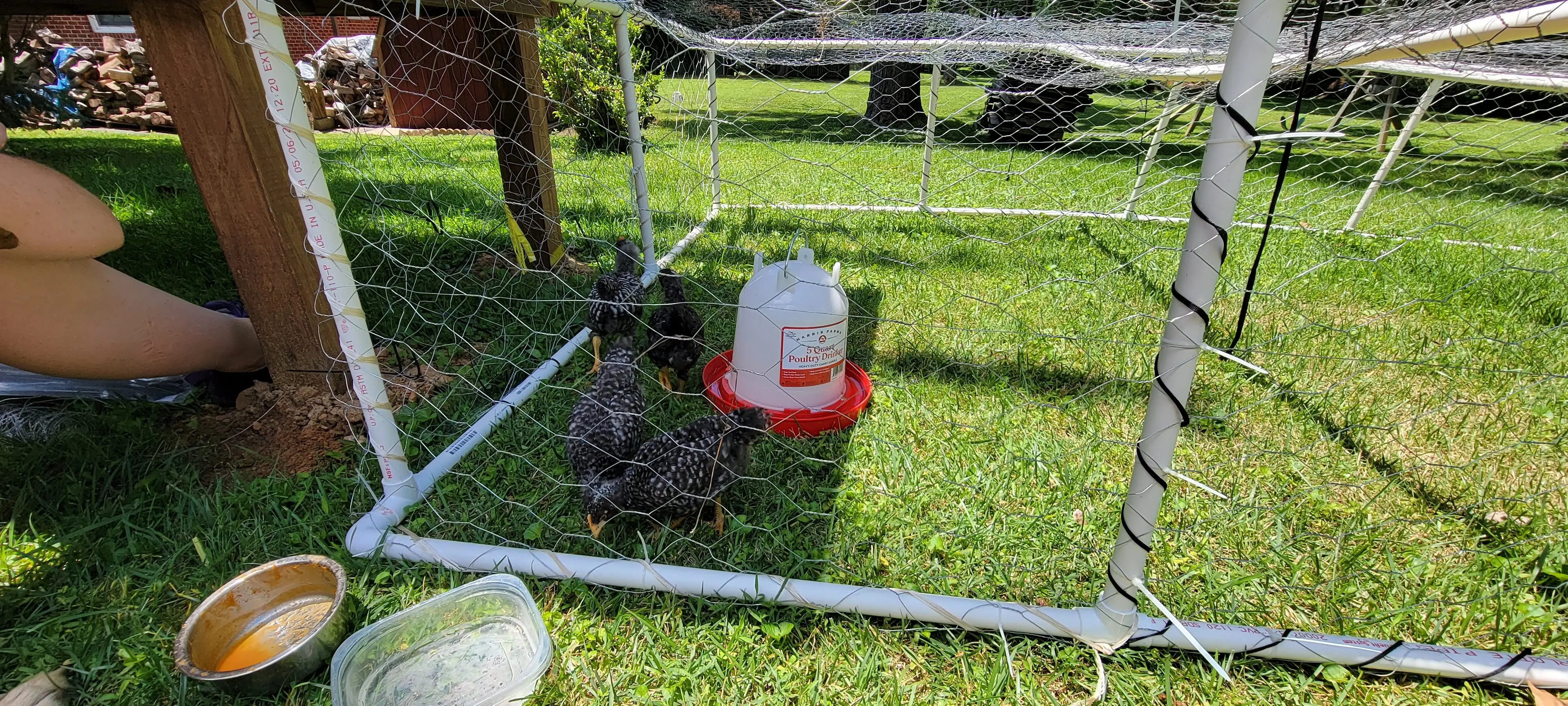 Image Chickens/20220625_133257.webp