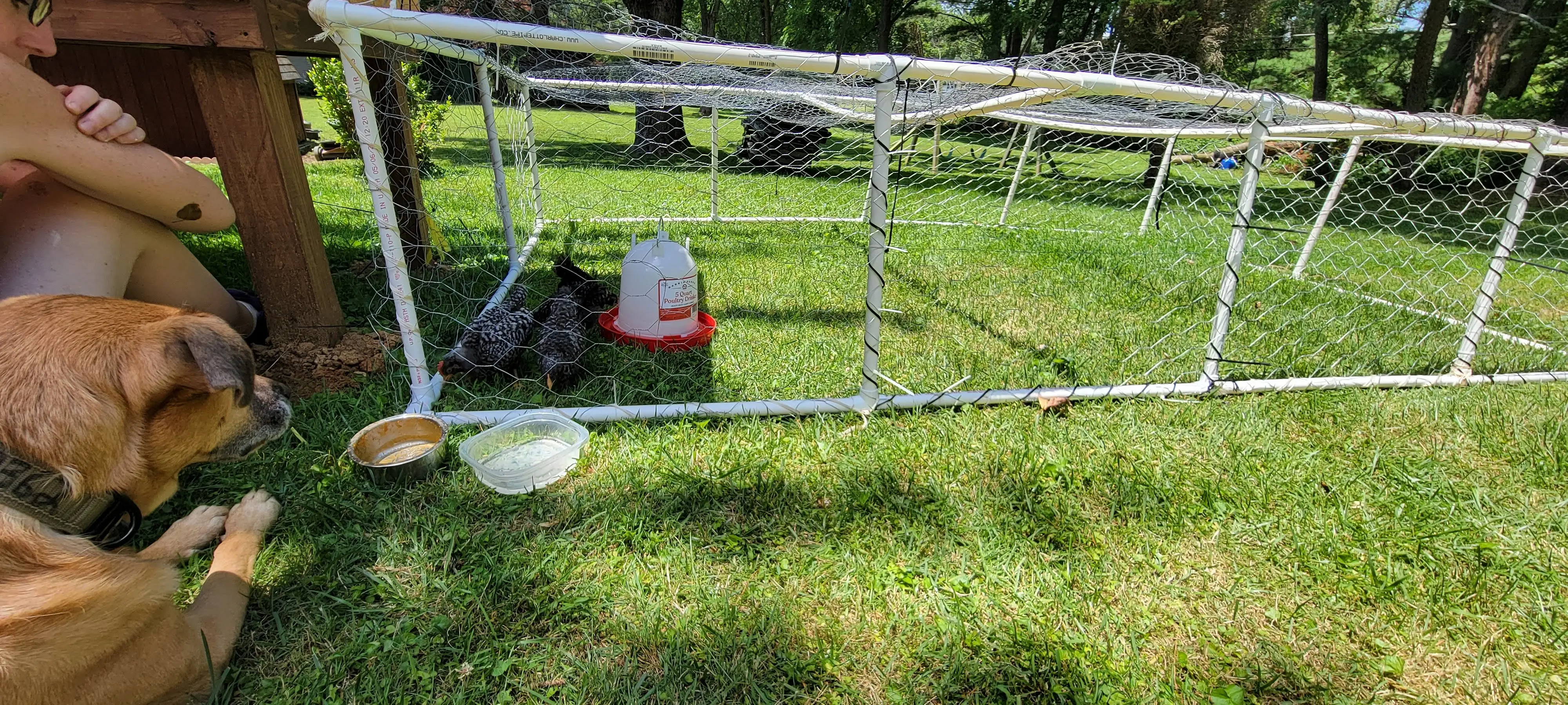 Image Chickens/20220625_133308.webp