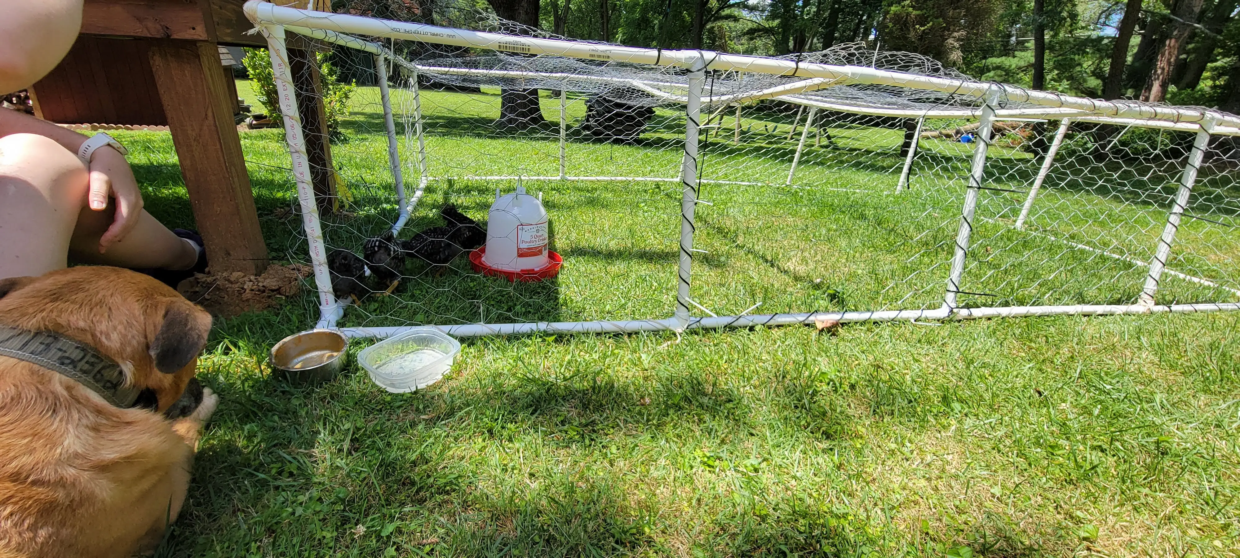 Image Chickens/20220625_133310.webp