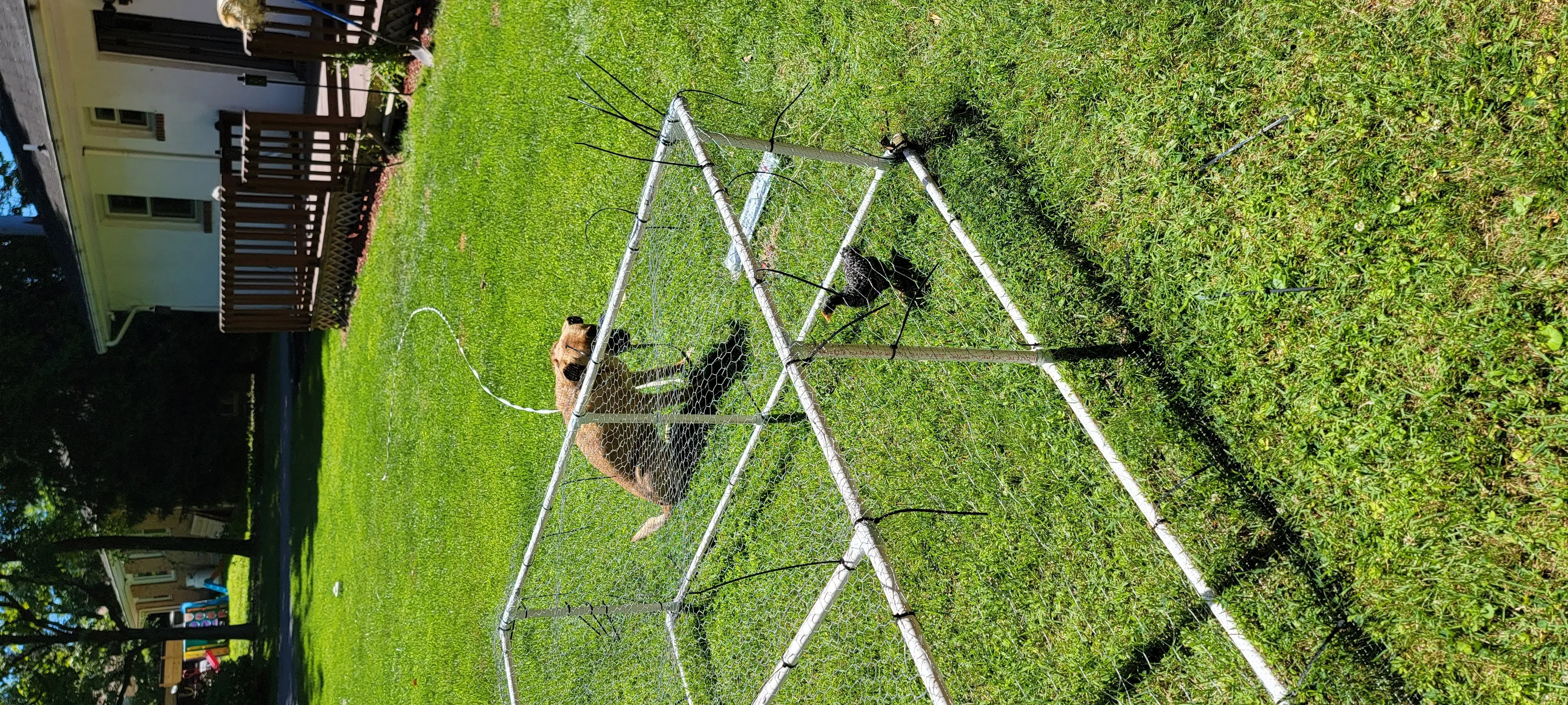 Image Chickens/20220628_113029.webp