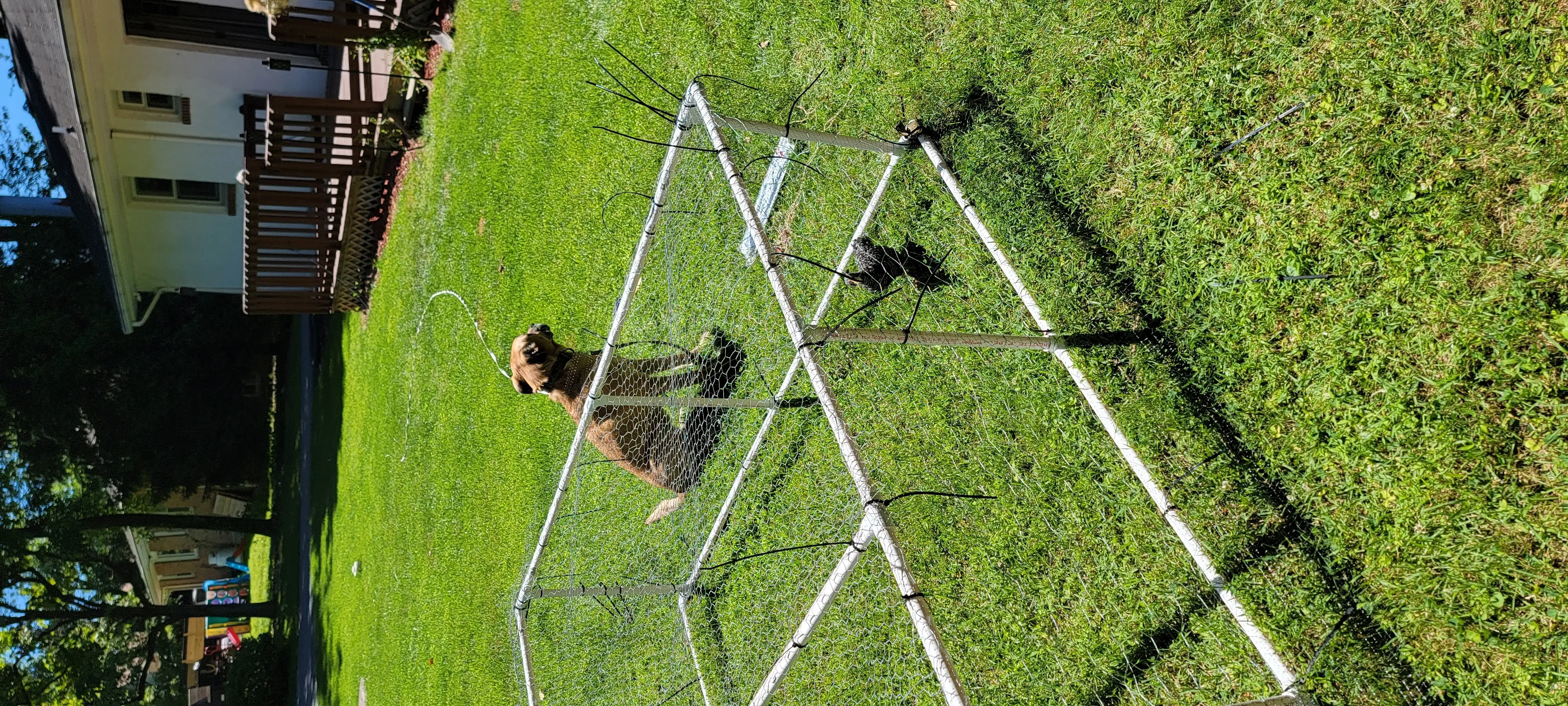 Image Chickens/20220628_113030.webp