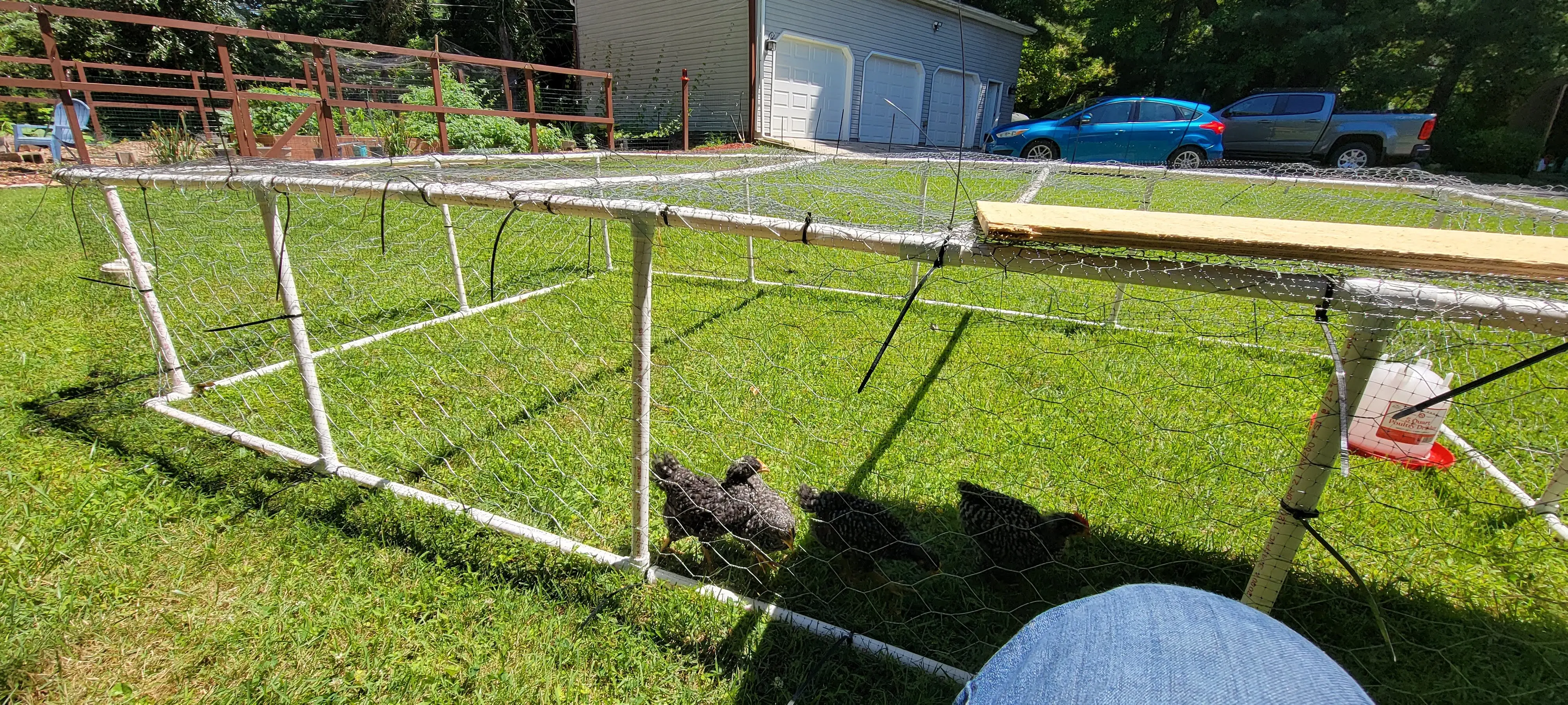 Image Chickens/20220628_115407.webp