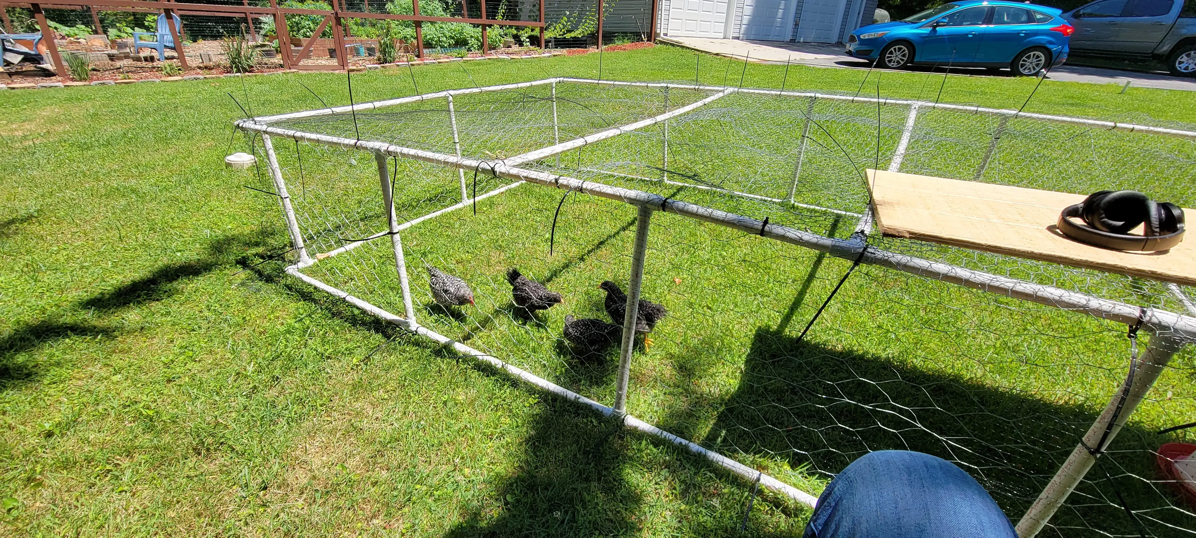 Image Chickens/20220628_122323.webp