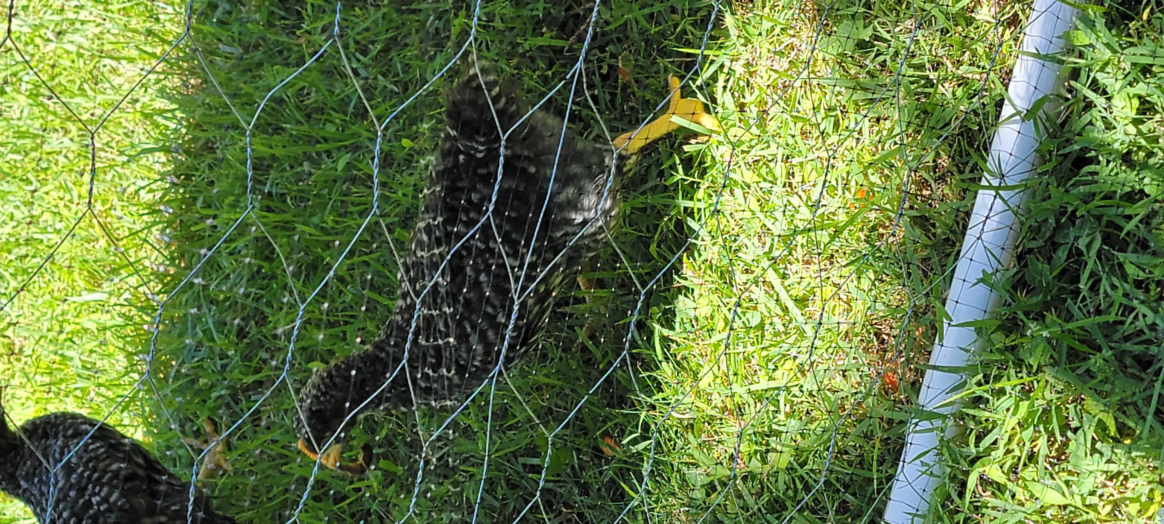 Image Chickens/20220628_124614.webp