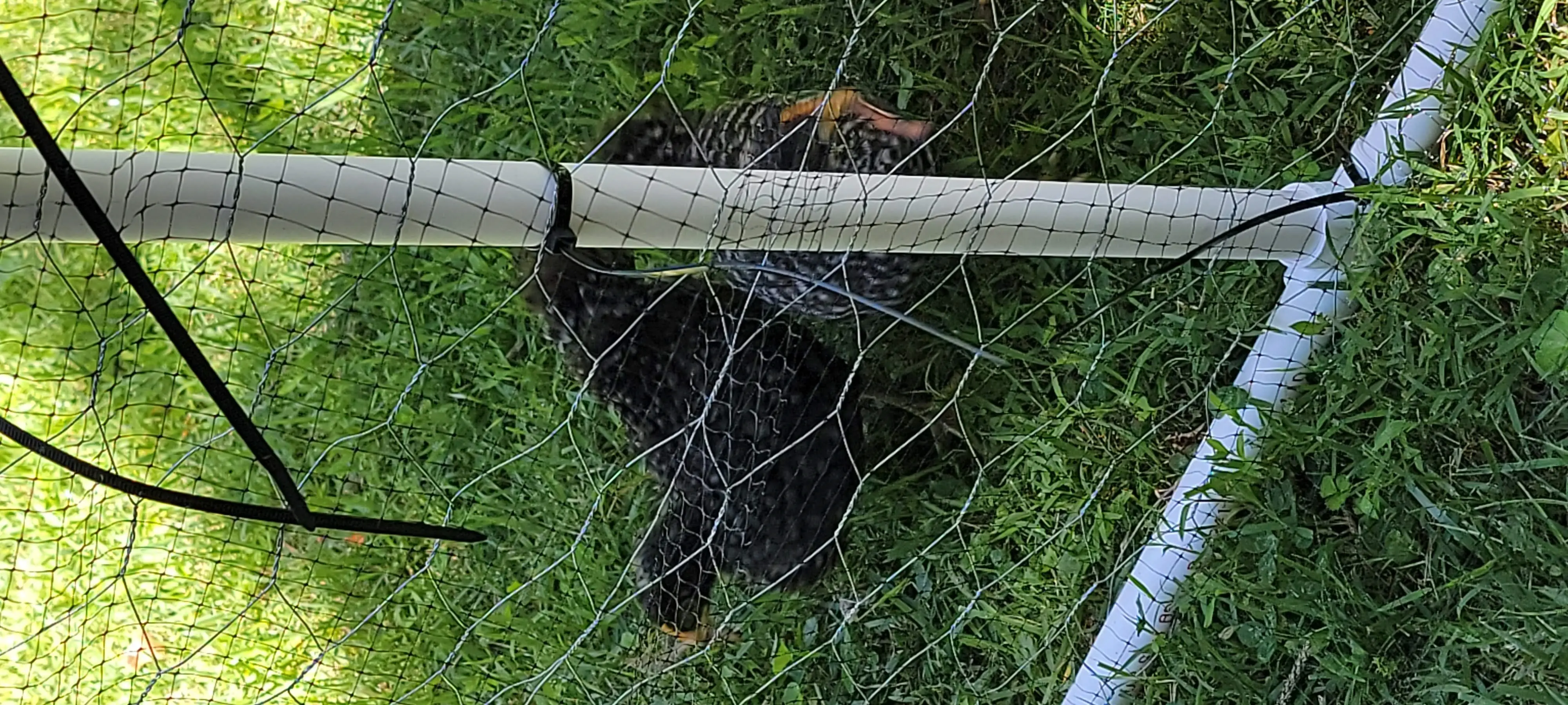 Image Chickens/20220628_124618.webp