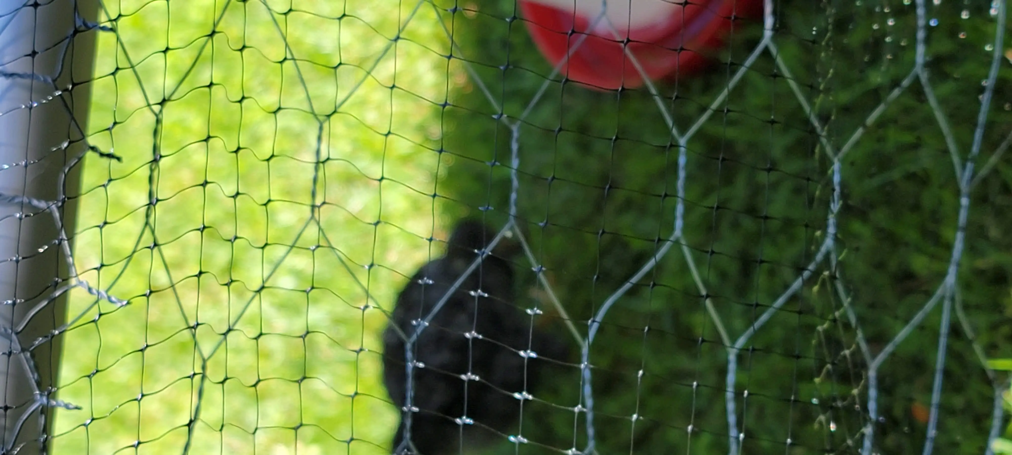 Image Chickens/20220628_124625.webp