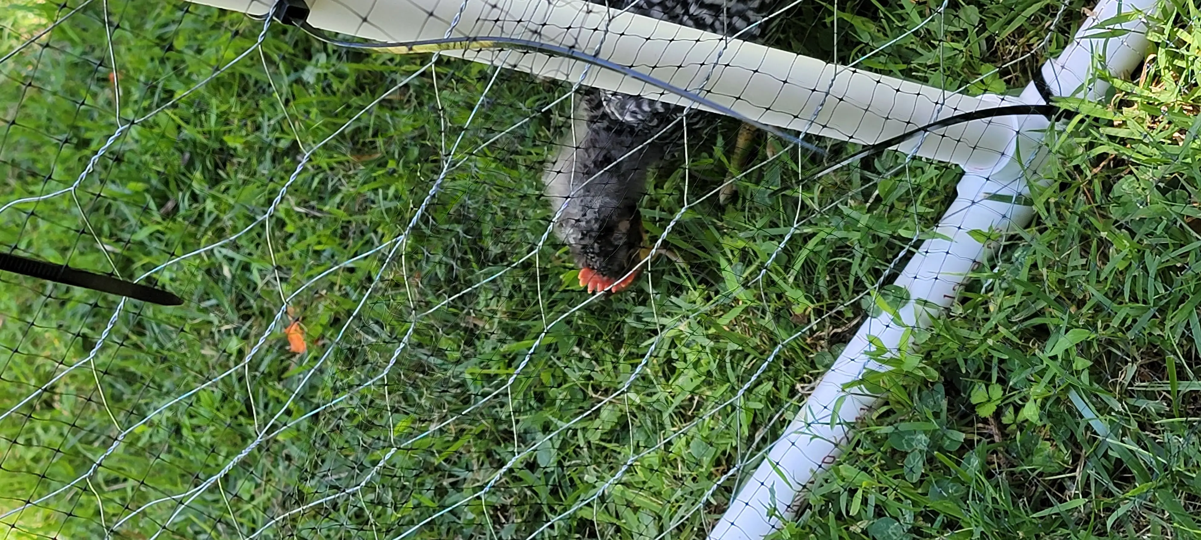 Image Chickens/20220628_124636.webp