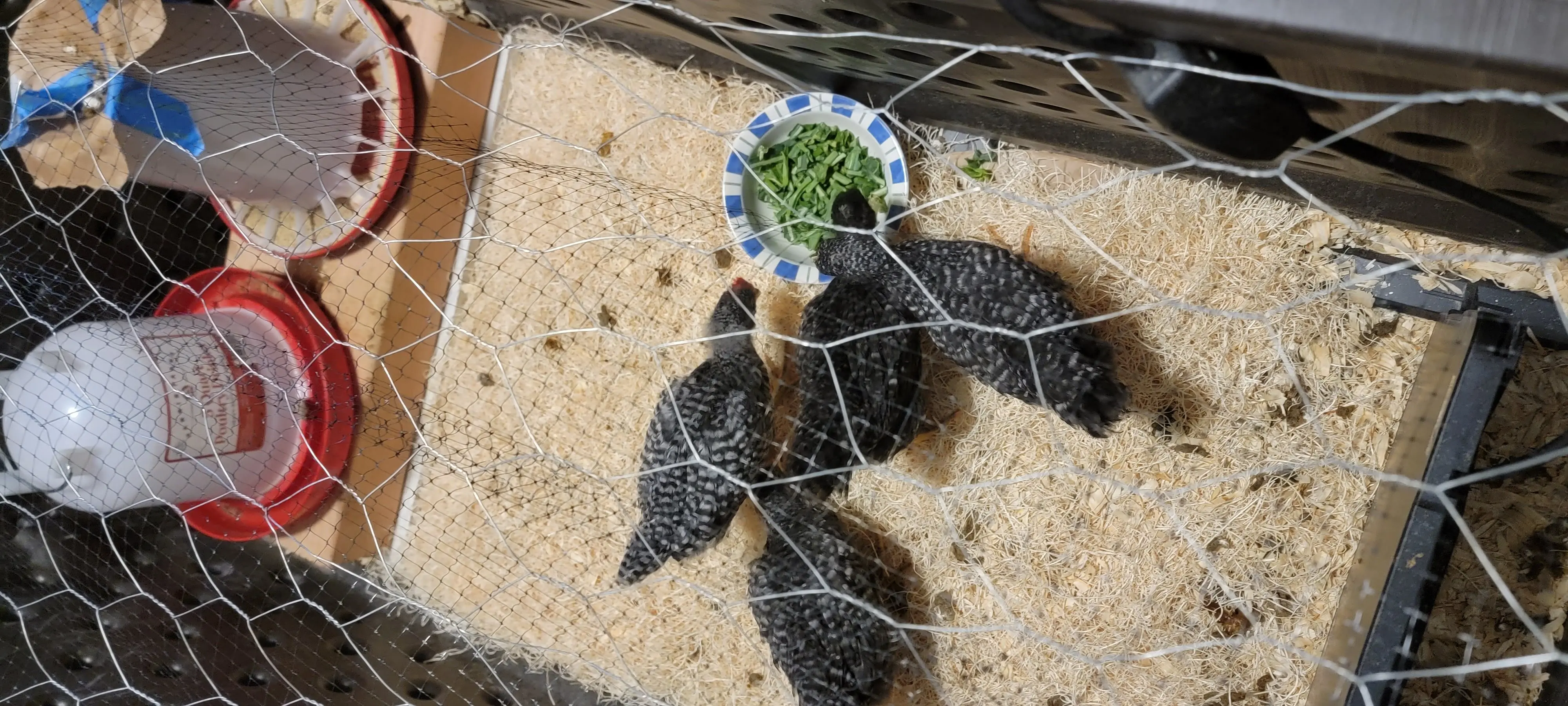 Image Chickens/20220629_181006.webp