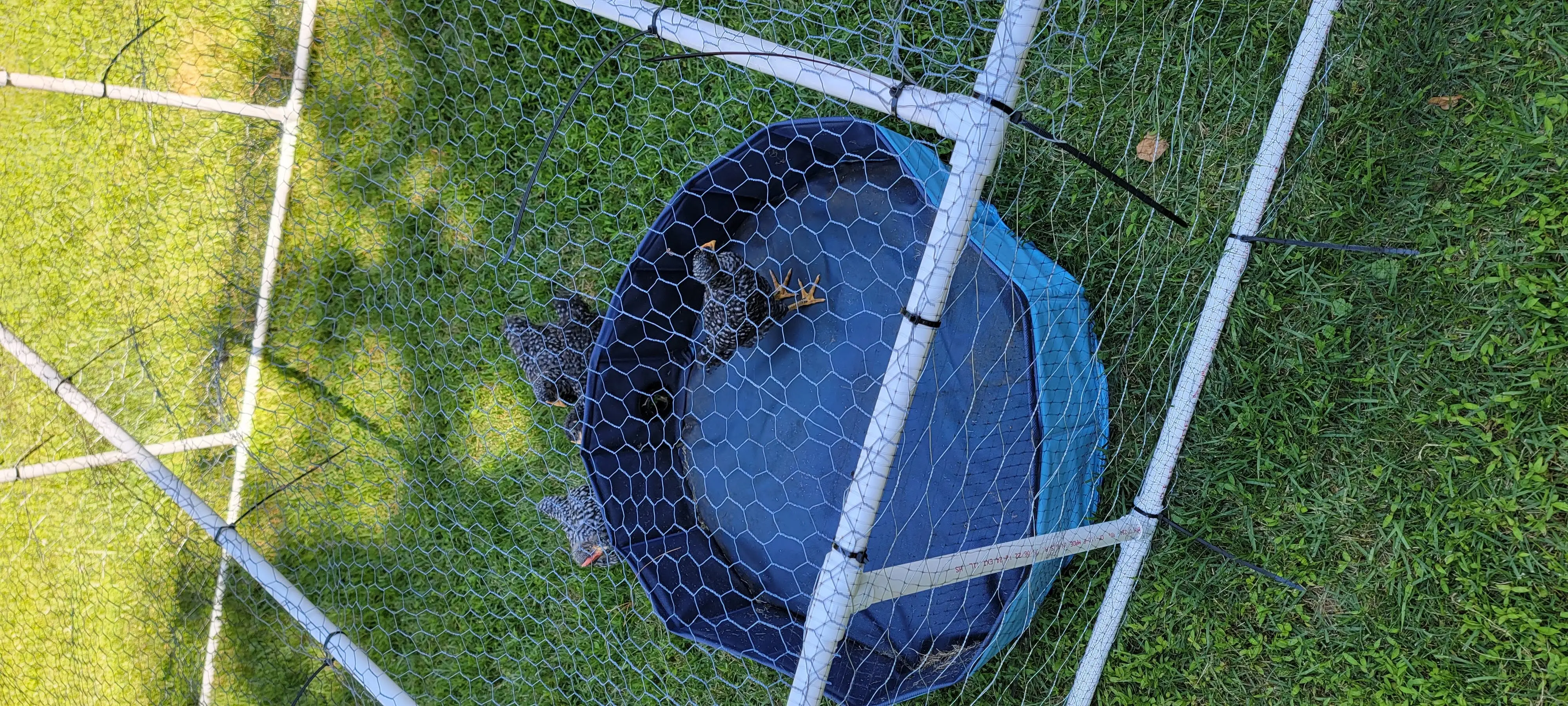 Image Chickens/20220630_142527.webp