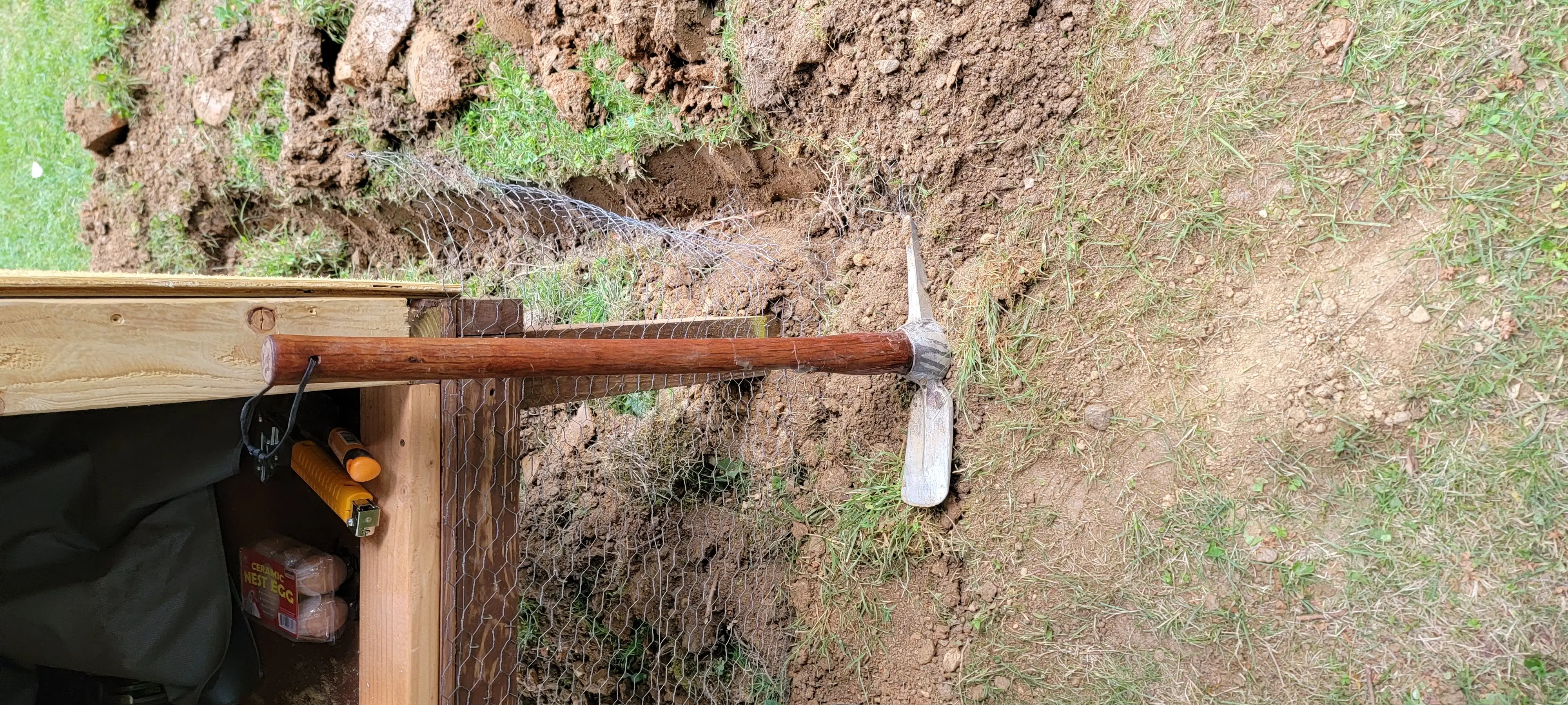 Image Chickens/20220702_185729.webp