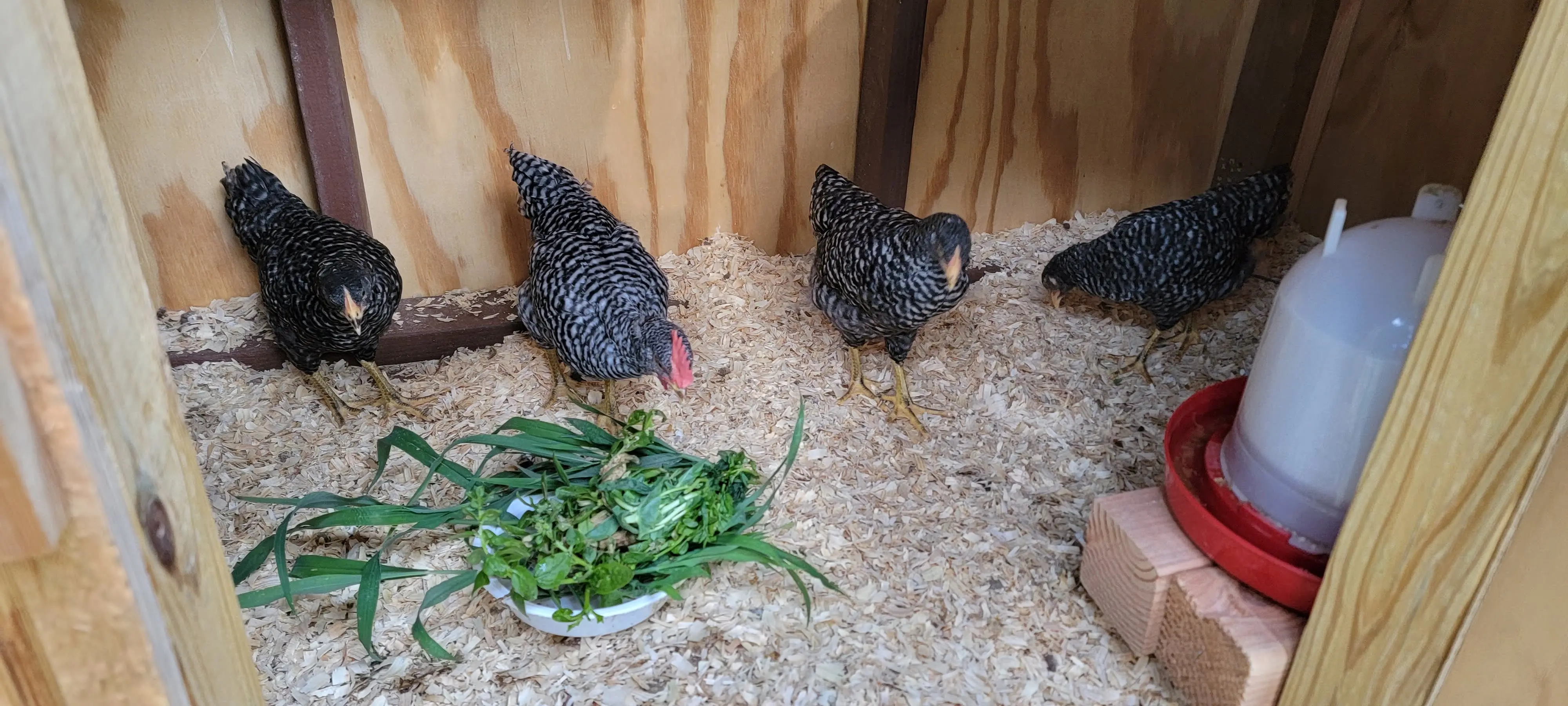 Image Chickens/20220714_182150.webp