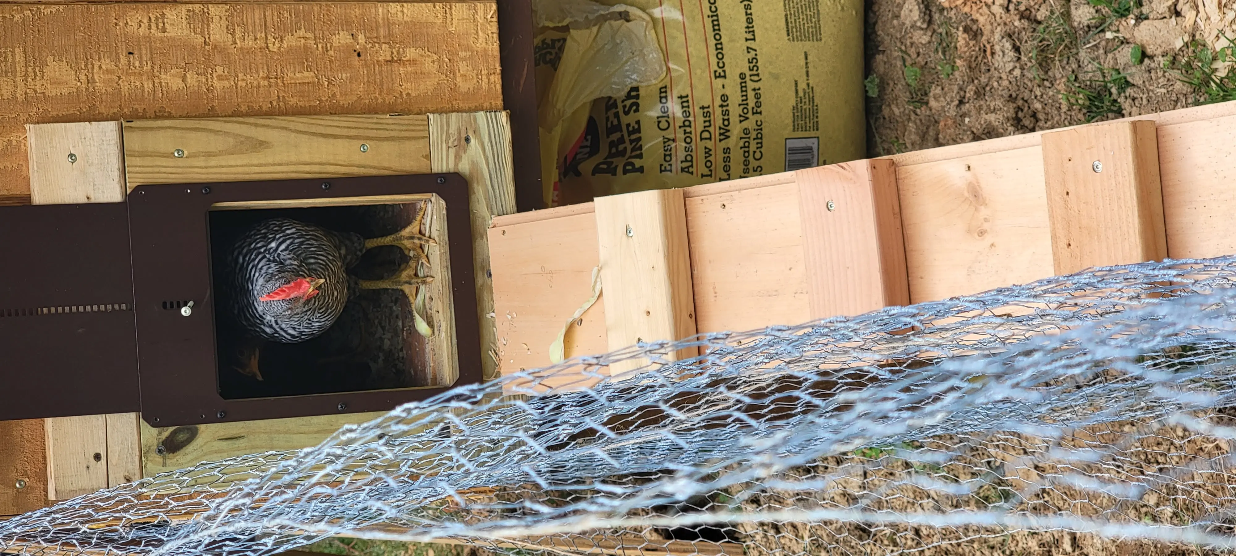 Image Chickens/20220716_125146.webp