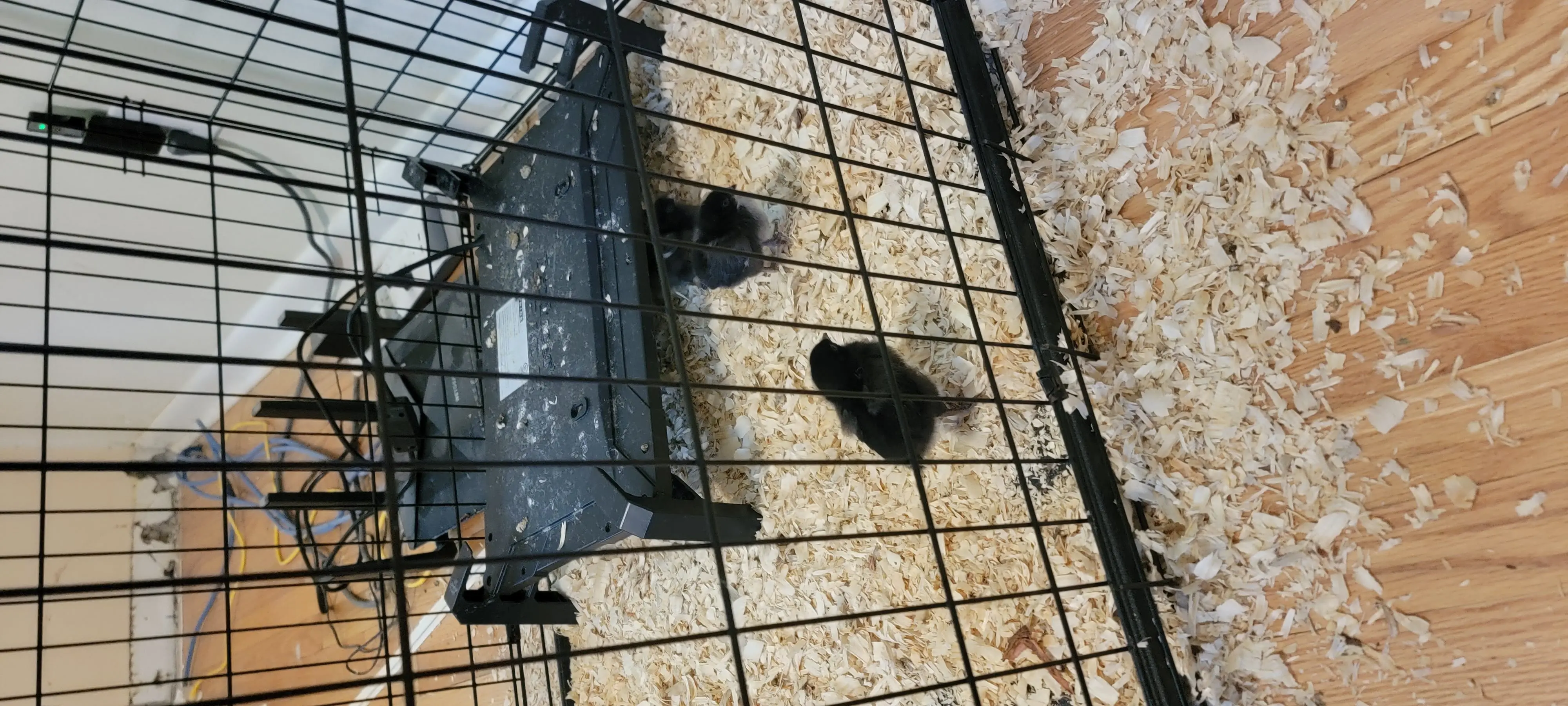 Image Chickens/20220803_105300.webp