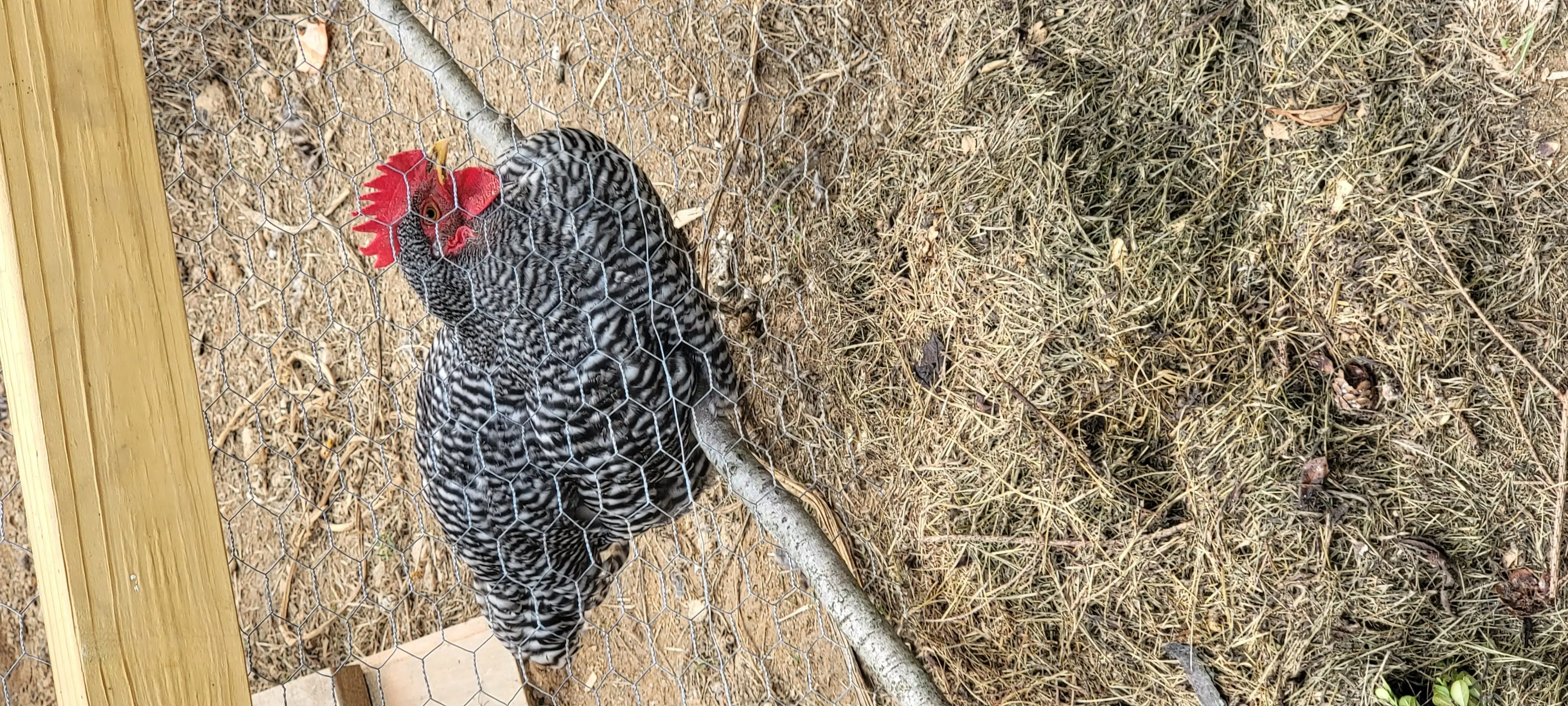 Image Chickens/20220825_161037.webp