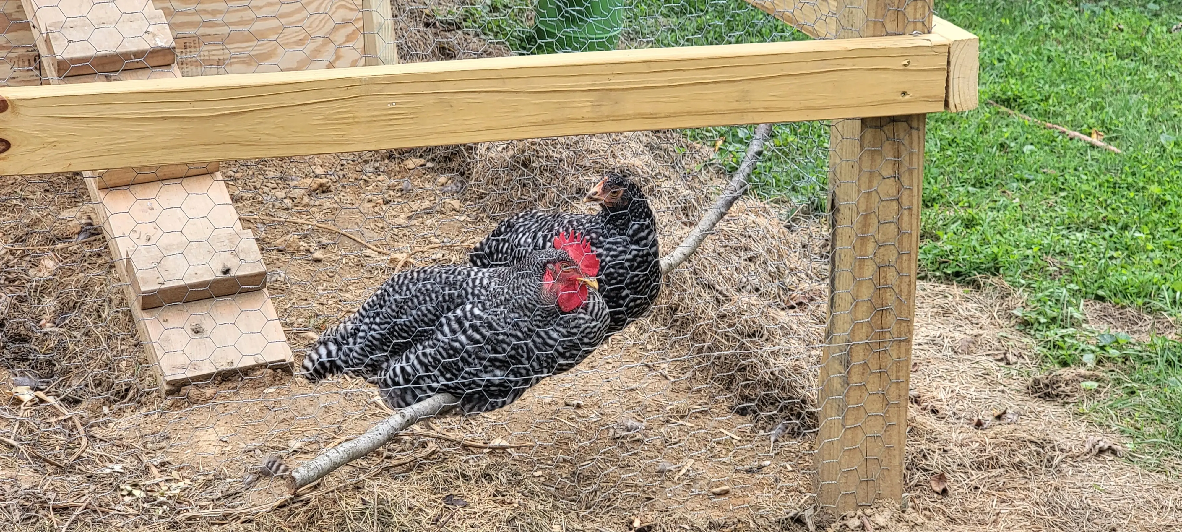 Image Chickens/20220825_175403.webp