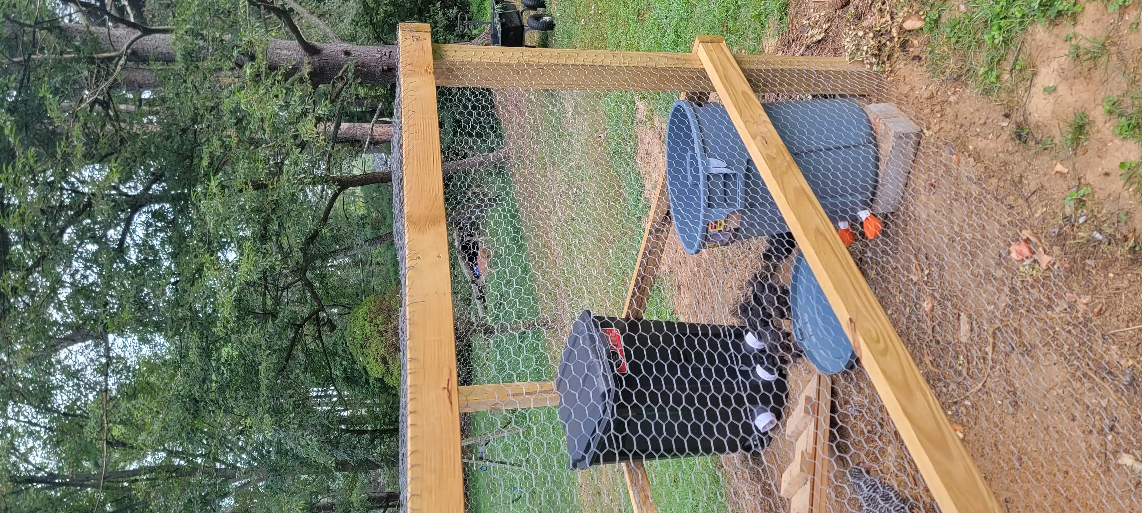 Image Chickens/20220830_071925.webp