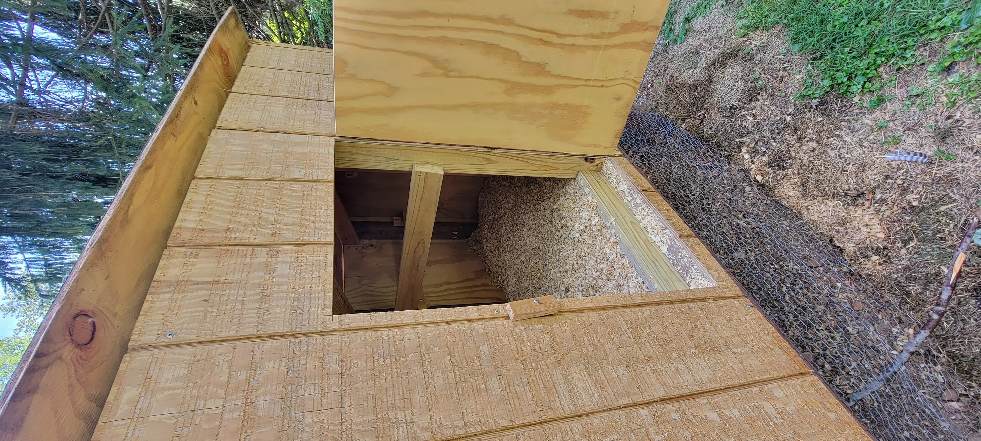 Image Chickens/20220902_131954.webp