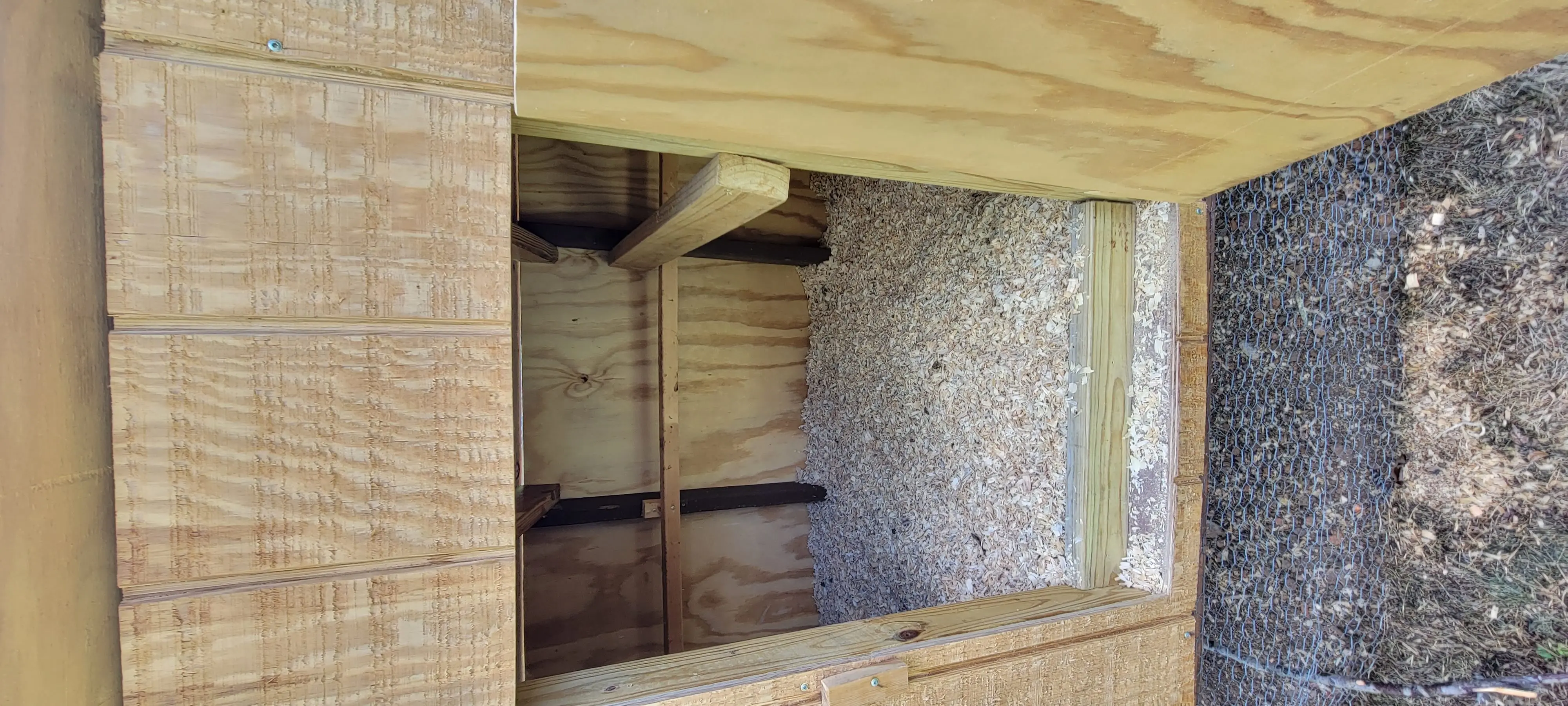 Image Chickens/20220902_131958.webp