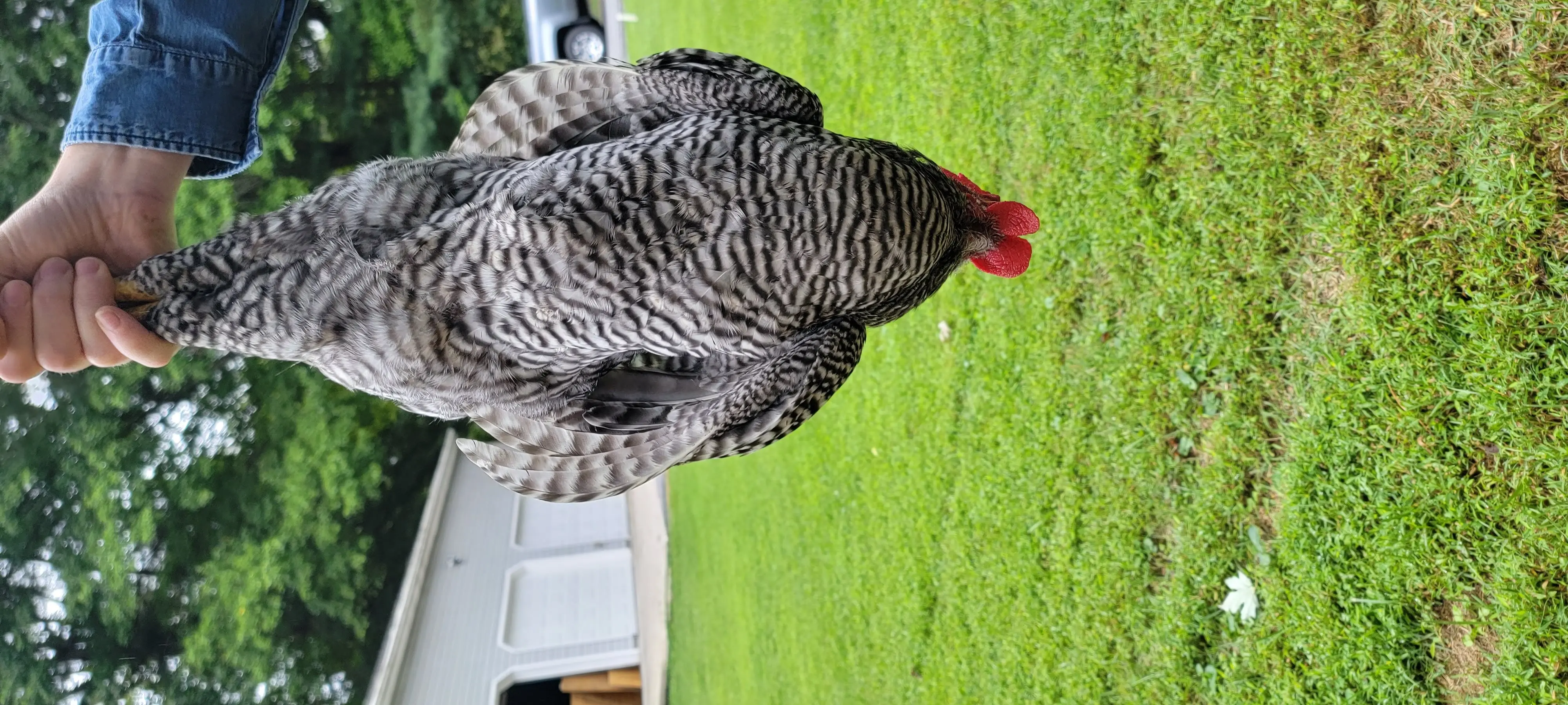 Image Chickens/20220907_115450.webp