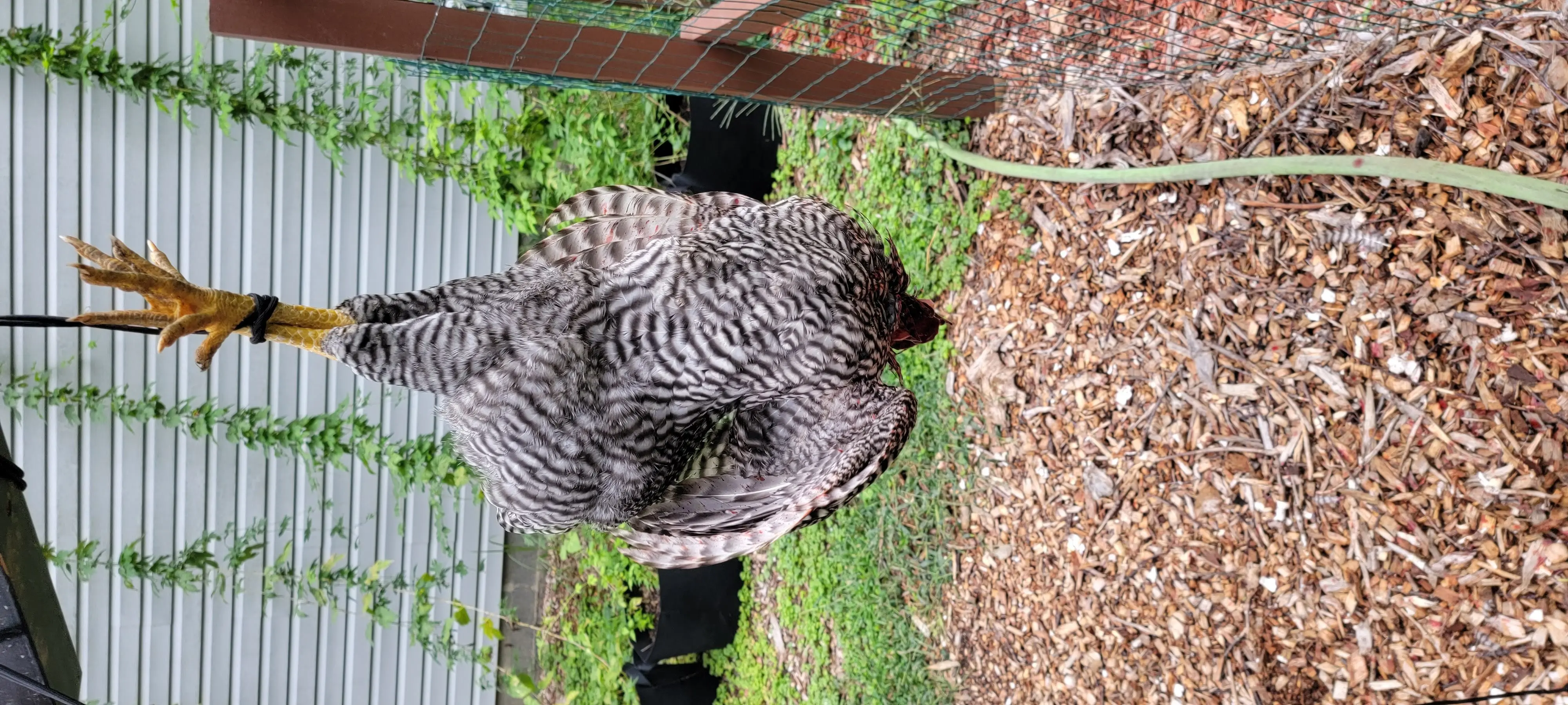 Image Chickens/20220907_115730.webp