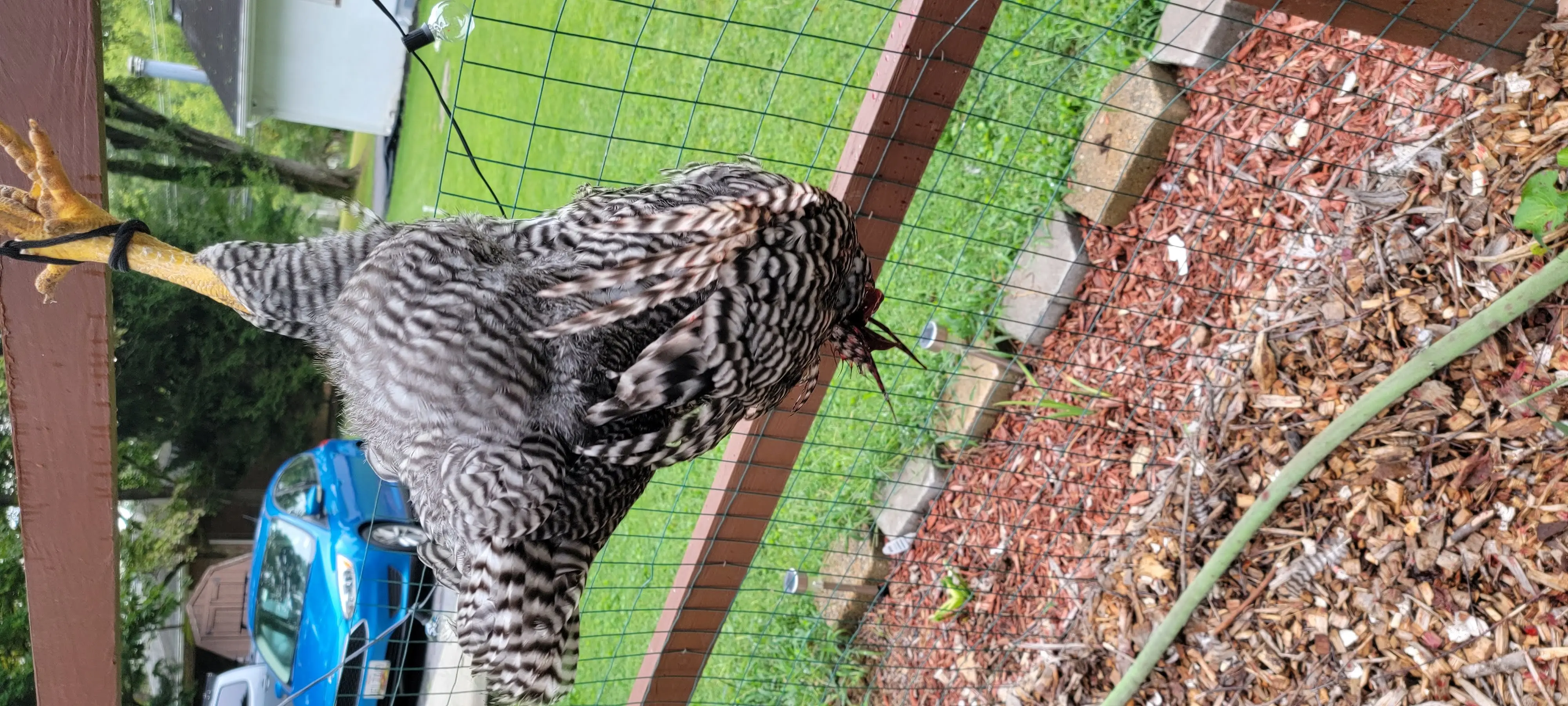 Image Chickens/20220907_115735.webp