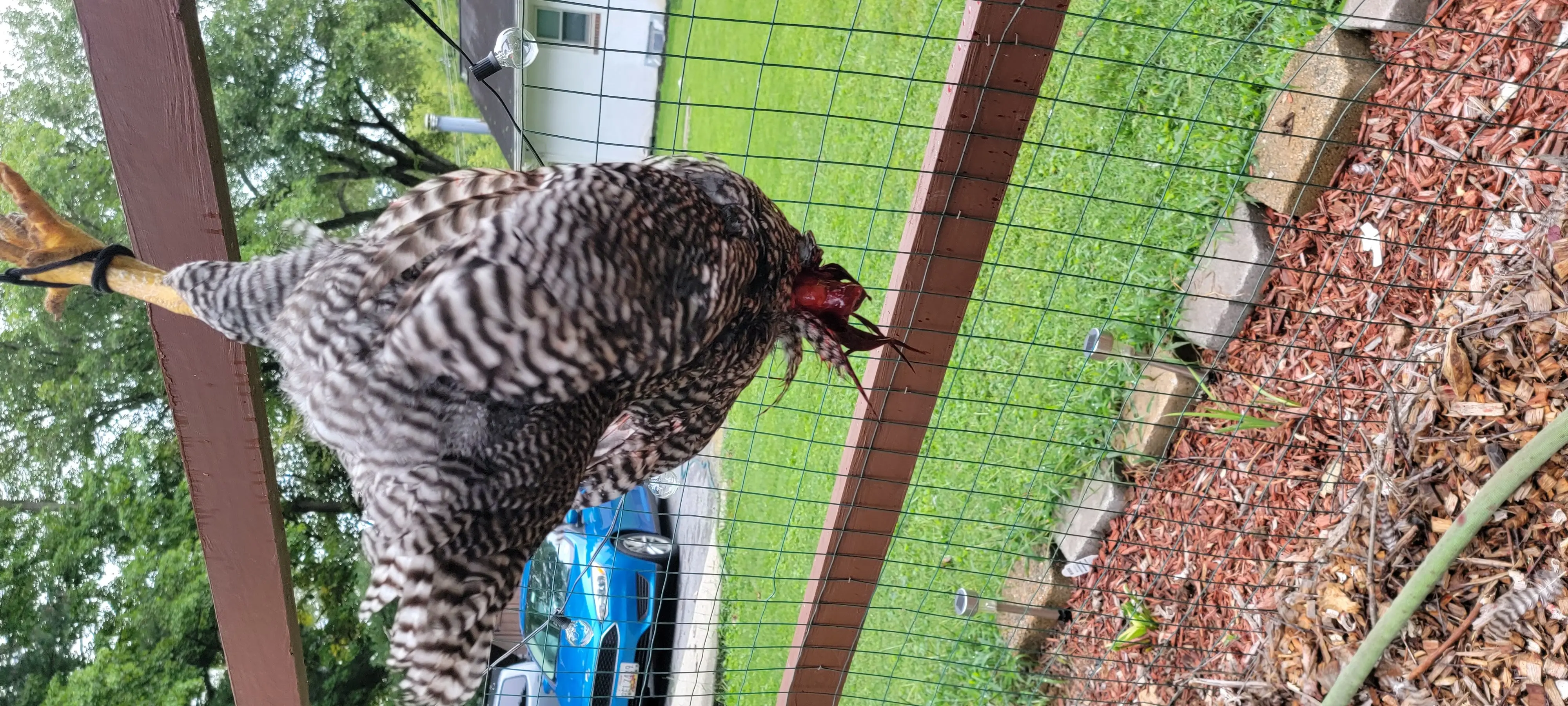 Image Chickens/20220907_115737.webp