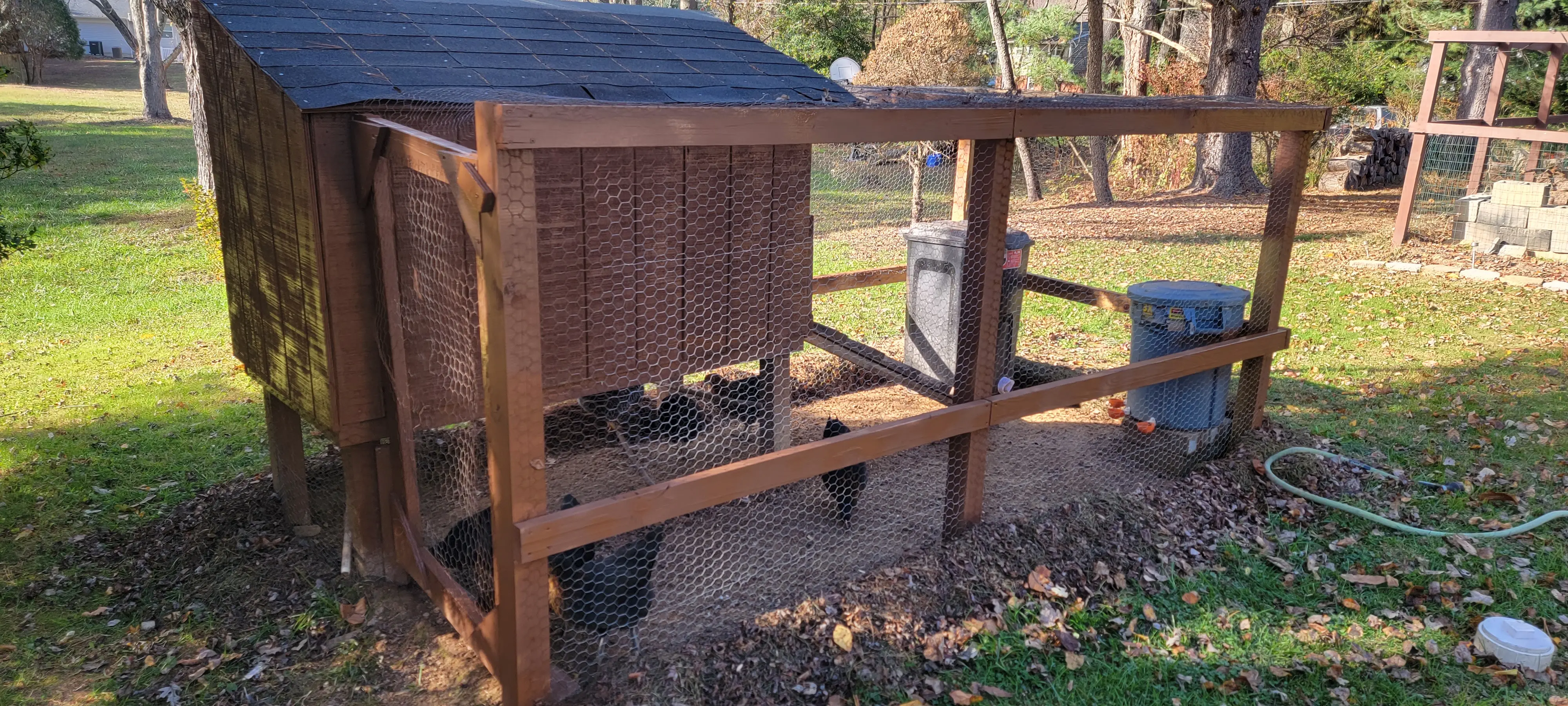 Image Chickens/20221110_141743.webp