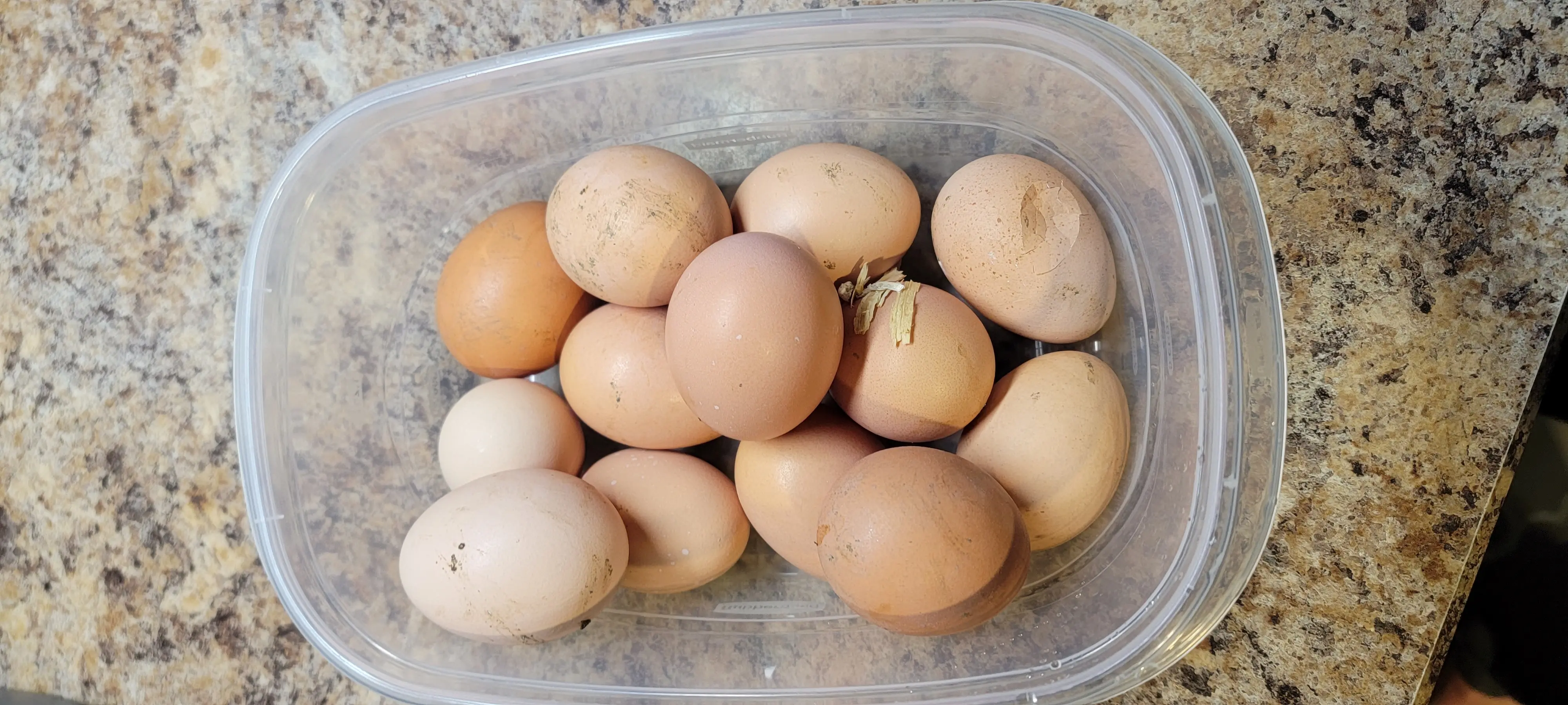 Image Chickens/20230221_072135.webp