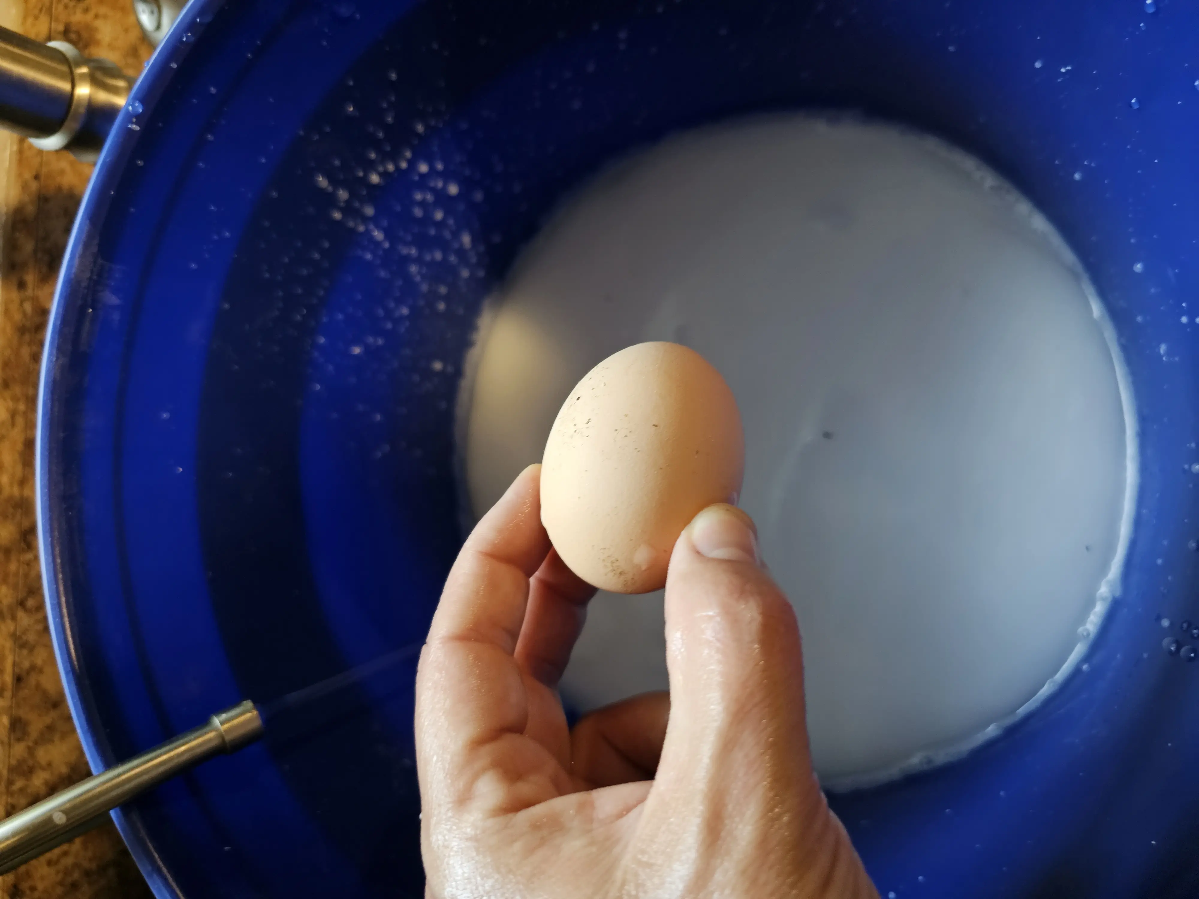 Image Chickens/20230711_190547.webp