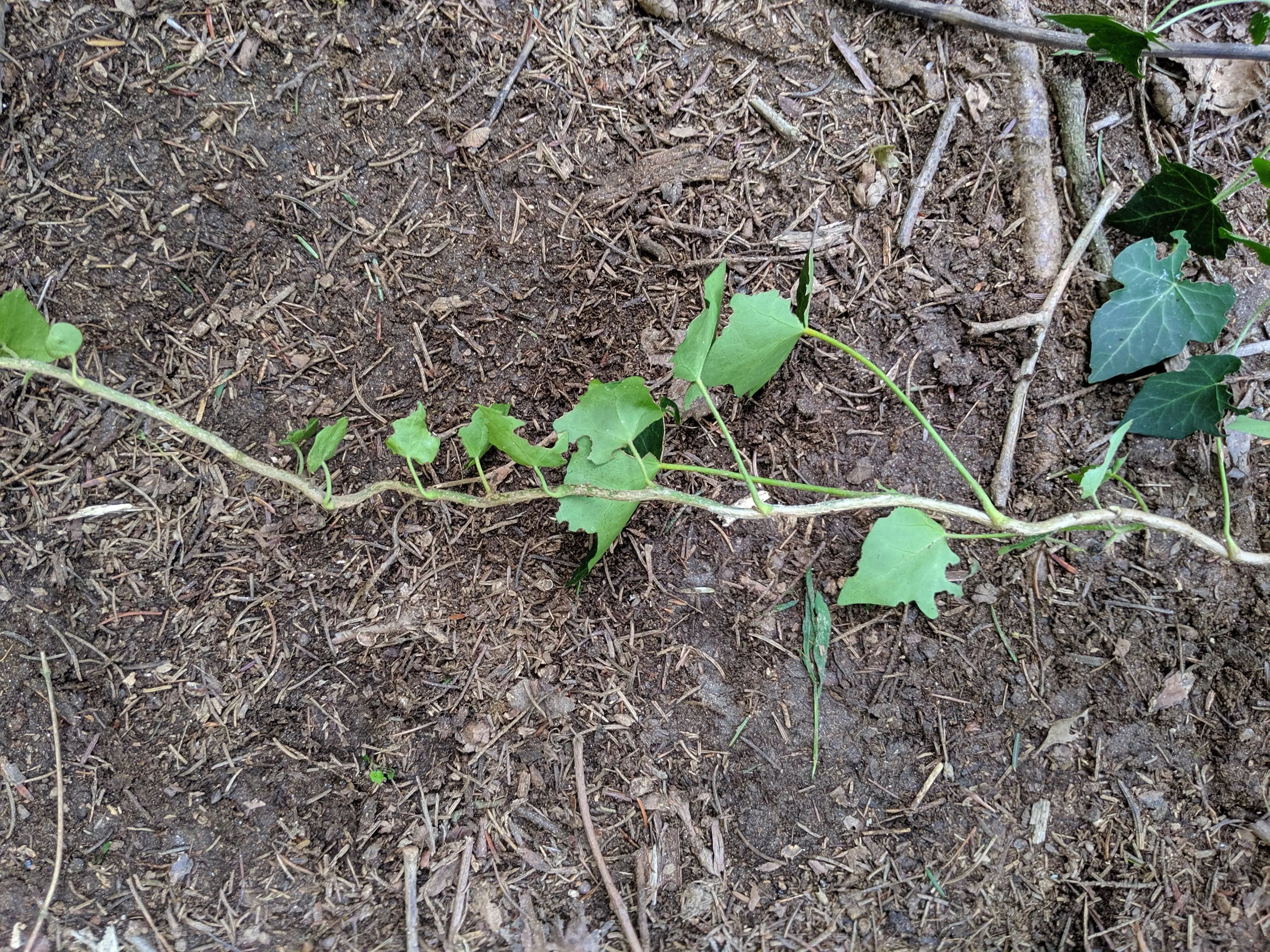 Image IMG_20190902_142740.webp