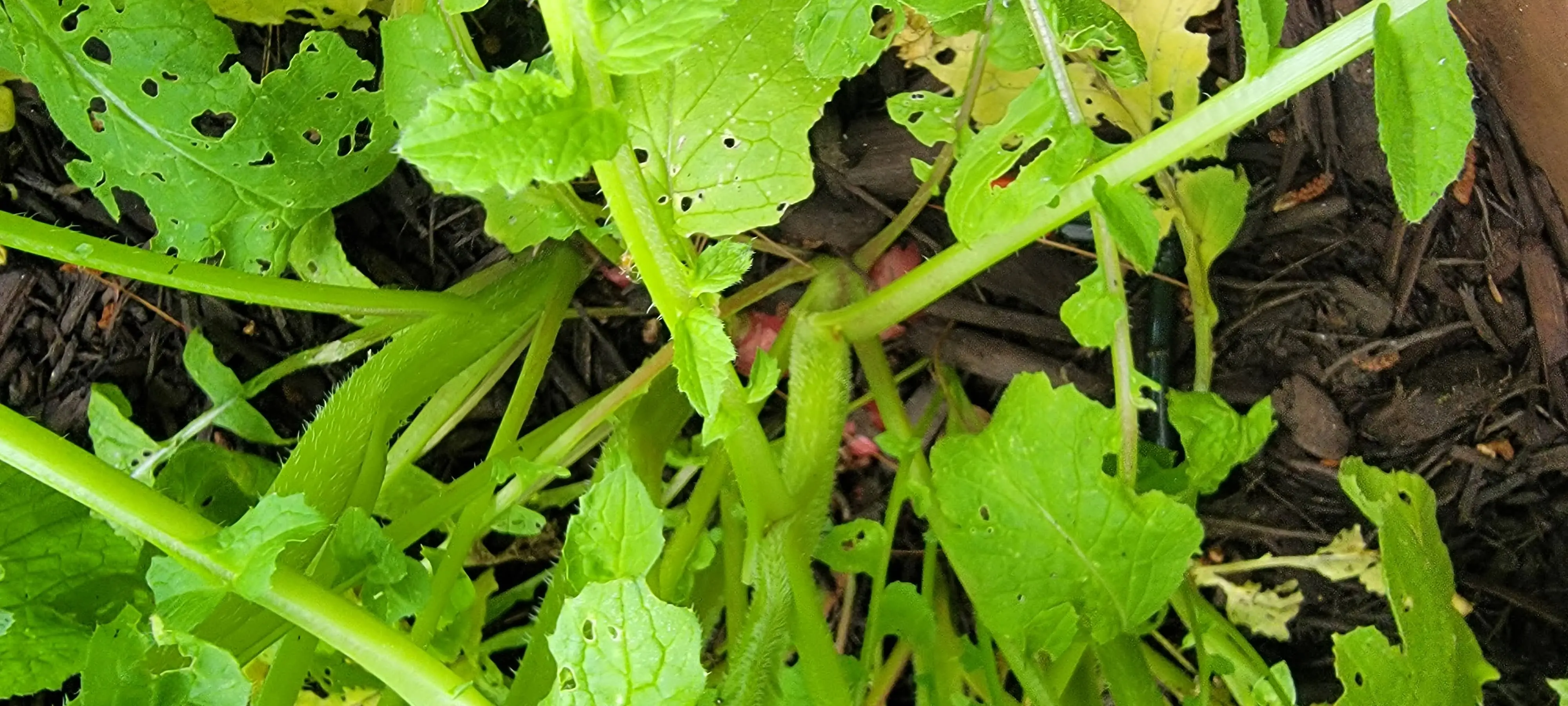 Image Outdoor/20210612_183334.webp